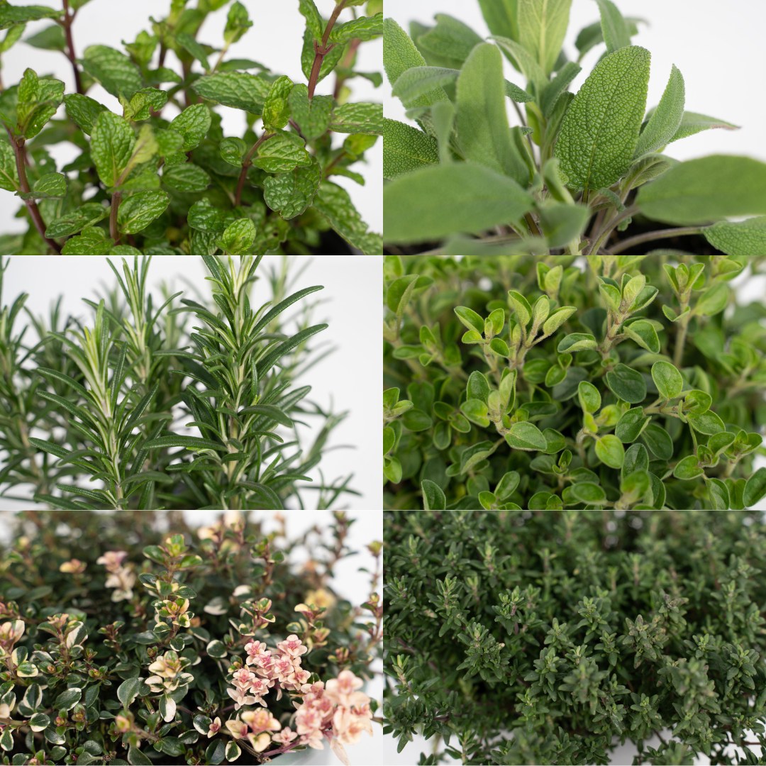 Garden Herb Mix - 4 pieces - Ø14cm - ↕18cm