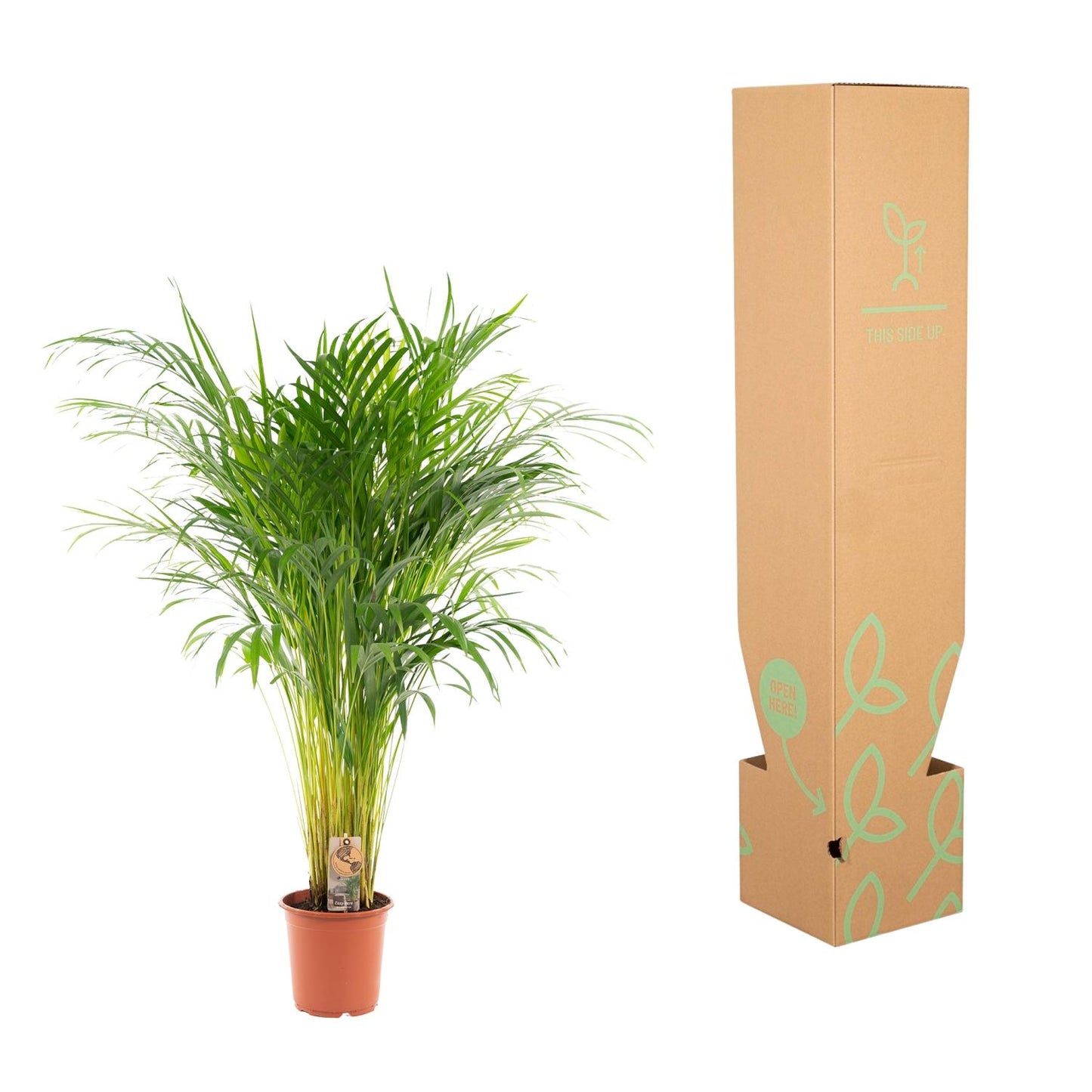 Areca palm - Ø21cm - ↕110cm