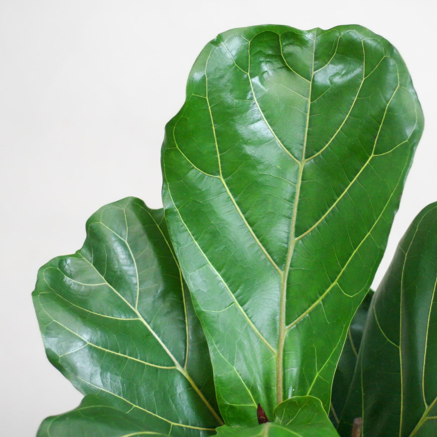 Ficus Lyrata with Viber pot white - 80cm - Ø21