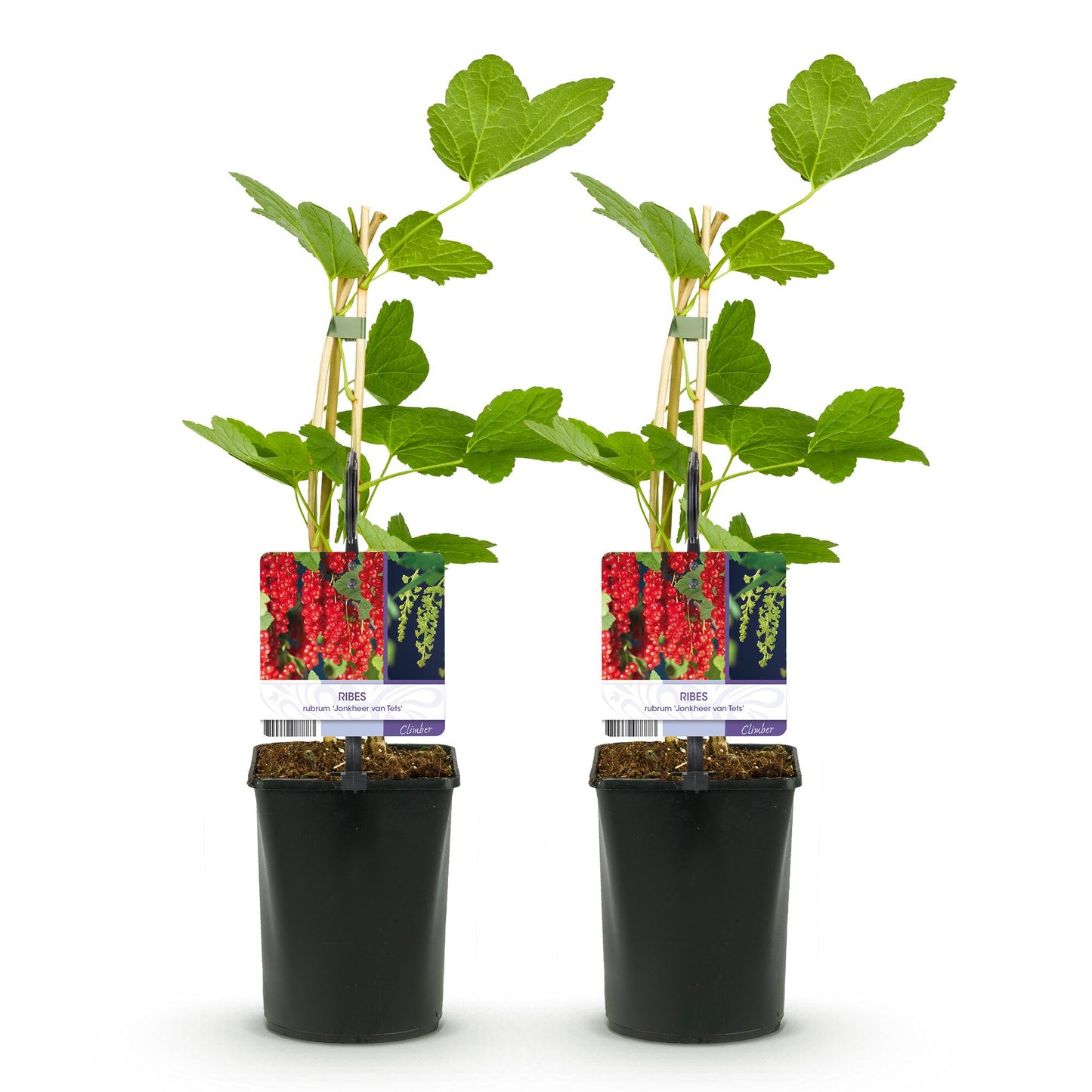 Green boutiQ - Fruitplant - Aalbes - Ribes rubrum Jonkheer van Tets - Rode Bes - 2 planten - Pot 11cm Hoogte 40cm