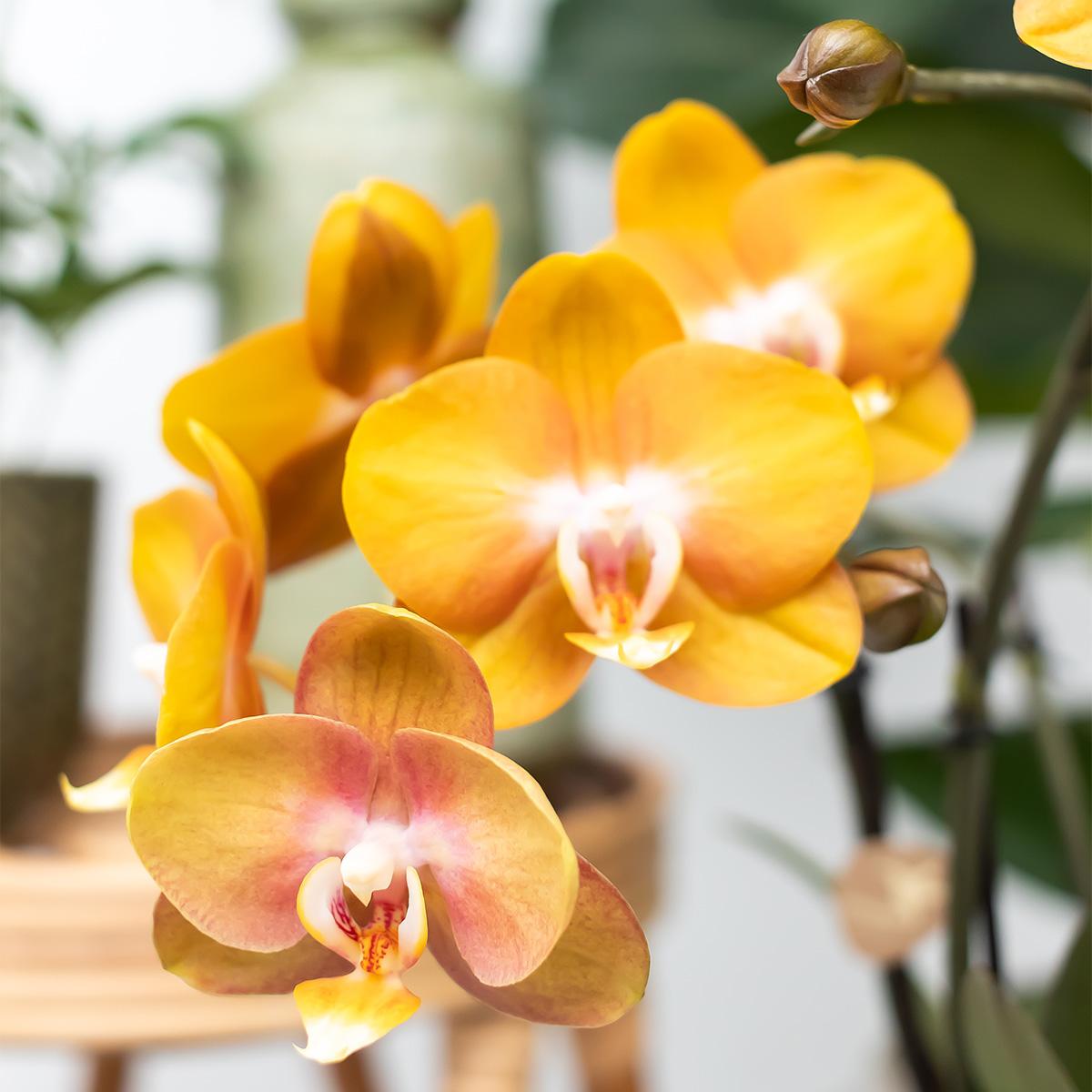 Surprise box mix - plant advantage box - surprise box with 4 different orchids ø12cm