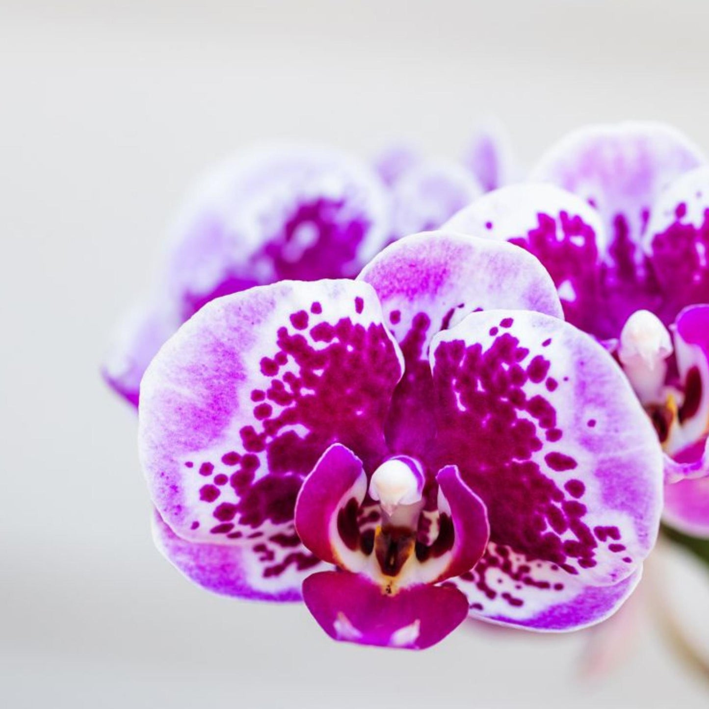 Kolibri Orchids | Pink-purple phalaenopsis orchid pot size Ø9cm | El Salvador | flowering houseplant - fresh from the grower