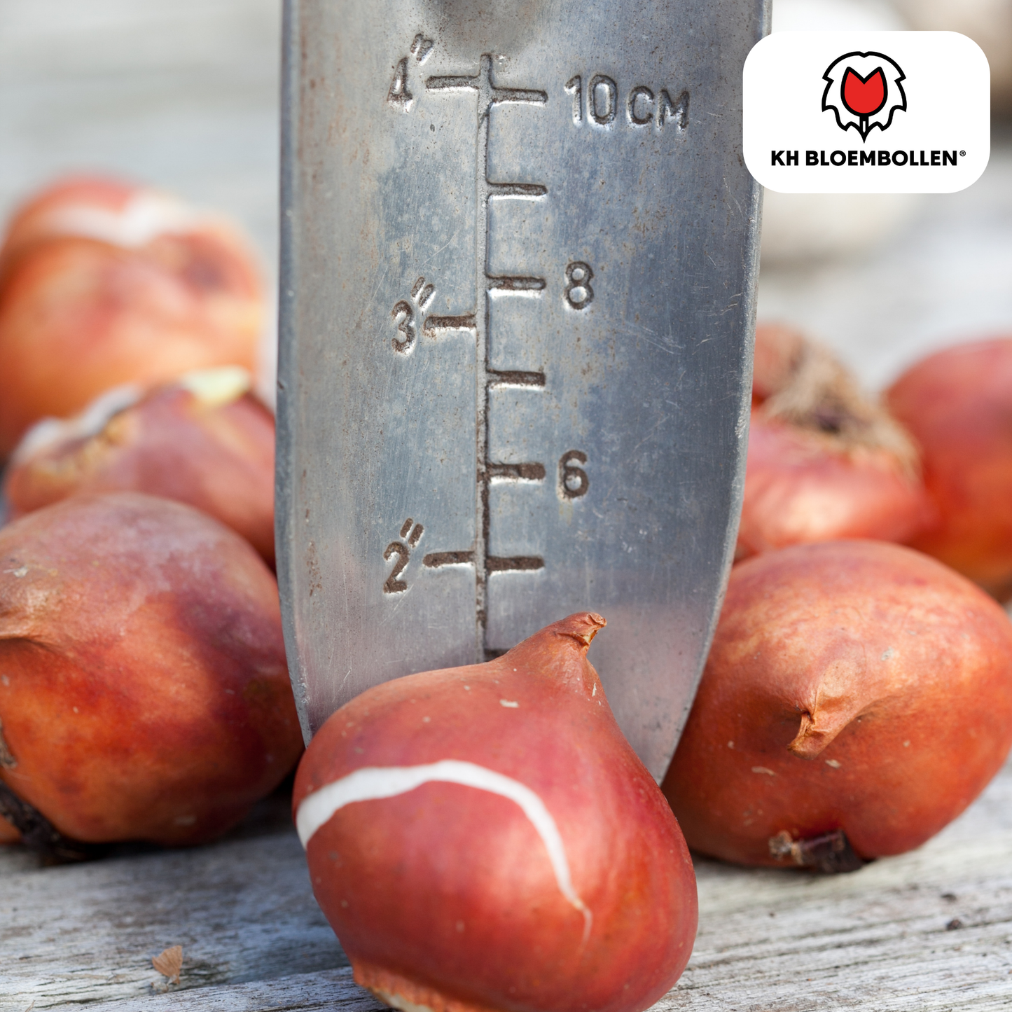 Tulpenbollen World Friendship – 20 Stuks