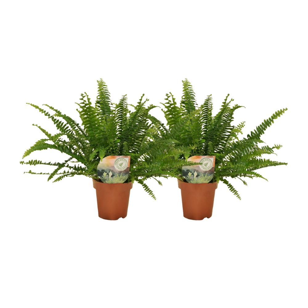 Nephrolepis Boston fern - 2 pieces - ø12 - ↕30cm