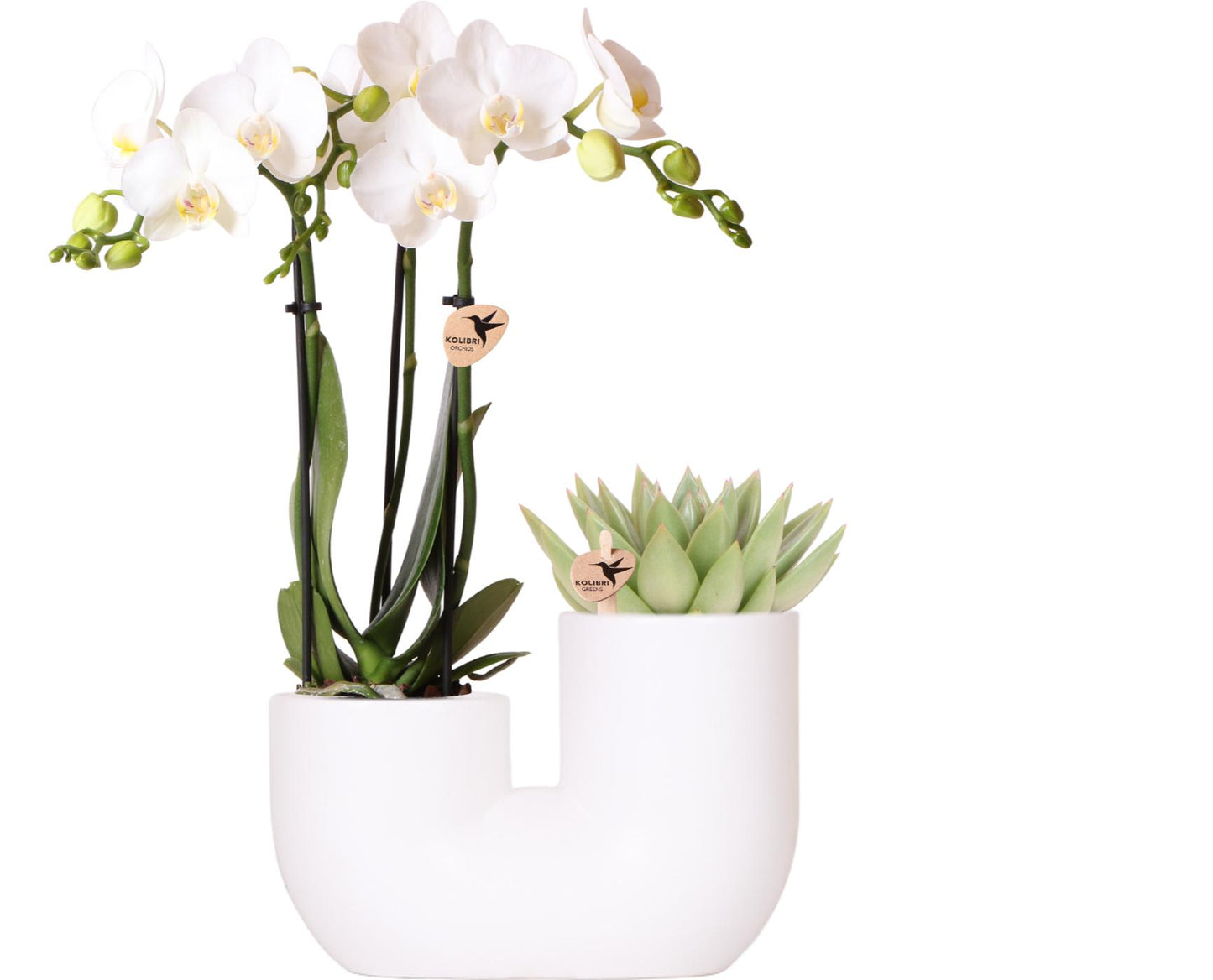 Kolibri Orchids | Set of white orchid Amabilis and succulent in Tube decorative pot white - pot size Ø9cm | flowering houseplant - fresh from the grower