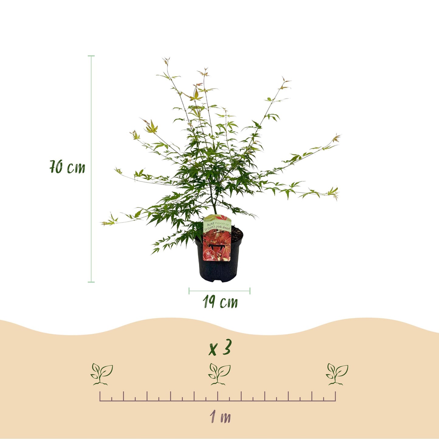 Green boutiQ - Terrace plant - Japanese Maple - Acer palmatum Pink Dwarf - Pink - 1 Plant - Deciduous - Pot 19cm Height 70cm
