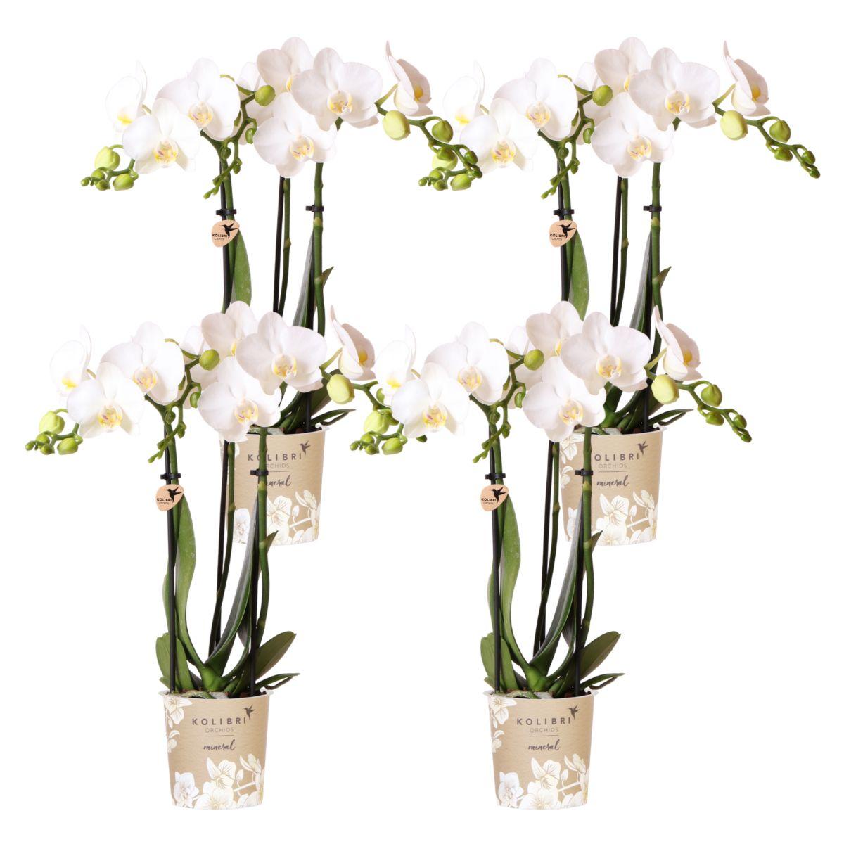 Hummingbird Orchids | COMBI DEAL of 4 white Phalaenopsis orchids - Amabilis - pot size Ø9cm | flowering houseplant - fresh from the grower