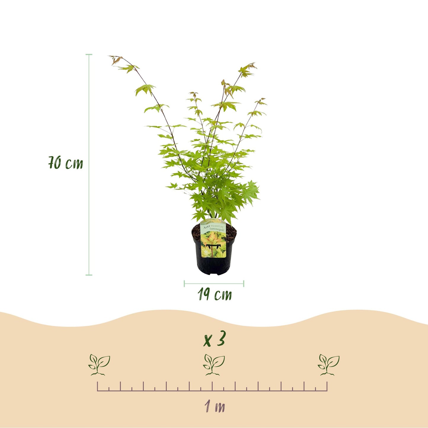 Green boutiQ - Terrace plant - Japanese Maple - Acer palmatum Summergold - Yellow - 1 Plant - Deciduous - Pot 19cm Height 70cm