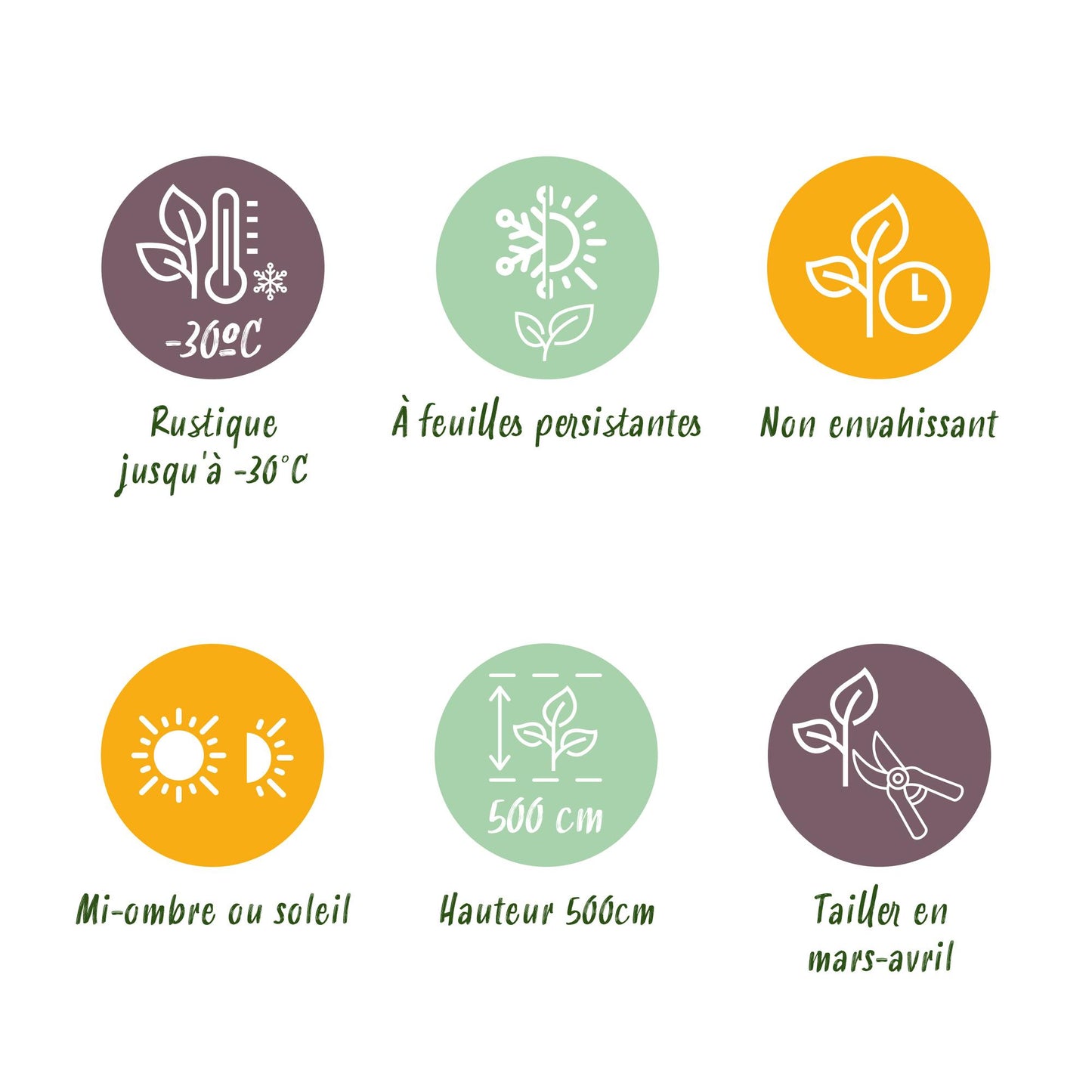 Green boutiQ - Hedge plants - Thuja occidentalis Smaragd - leaf green - 8 plants - 1 linear meter - evergreen - pot 9cm height 30-35cm
