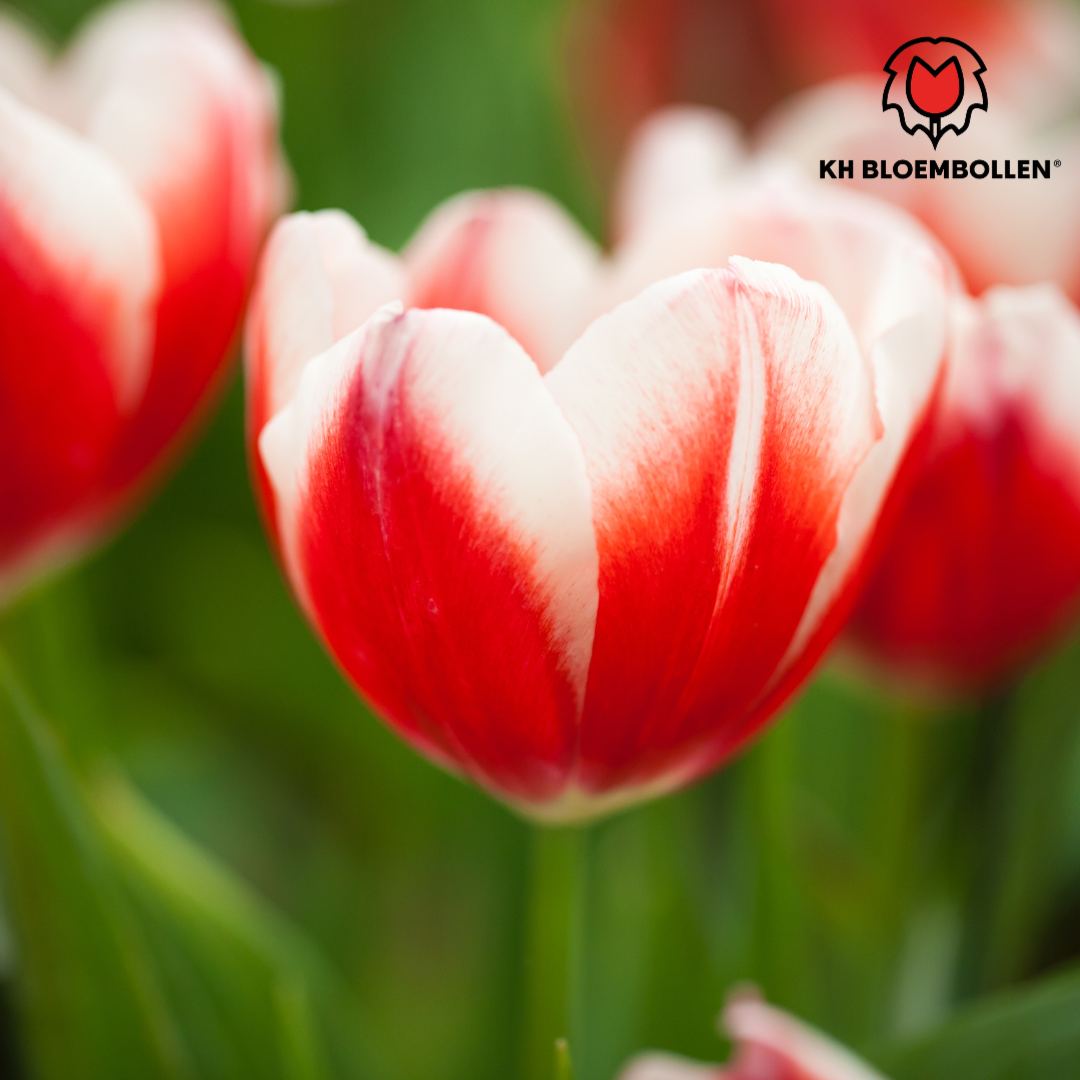 Candy Apple Delight - Tulpenbollen 20 stuks