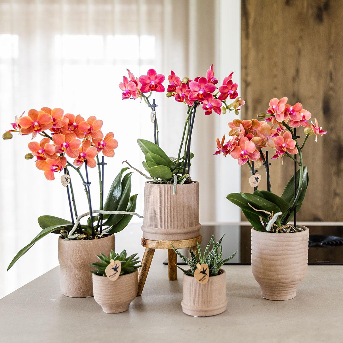 Kolibri Orchids | COMBI DEAL of 4 orange Phalaenopsis orchids - Bolzano - pot size Ø9cm | flowering houseplant - fresh from the grower