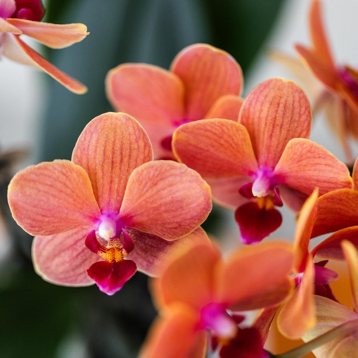 Kolibri Orchids | Orange Phalaenopsis orchid - Mineral Bolzano + Bubble pot white - pot size Ø9cm | flowering houseplant - fresh from the grower