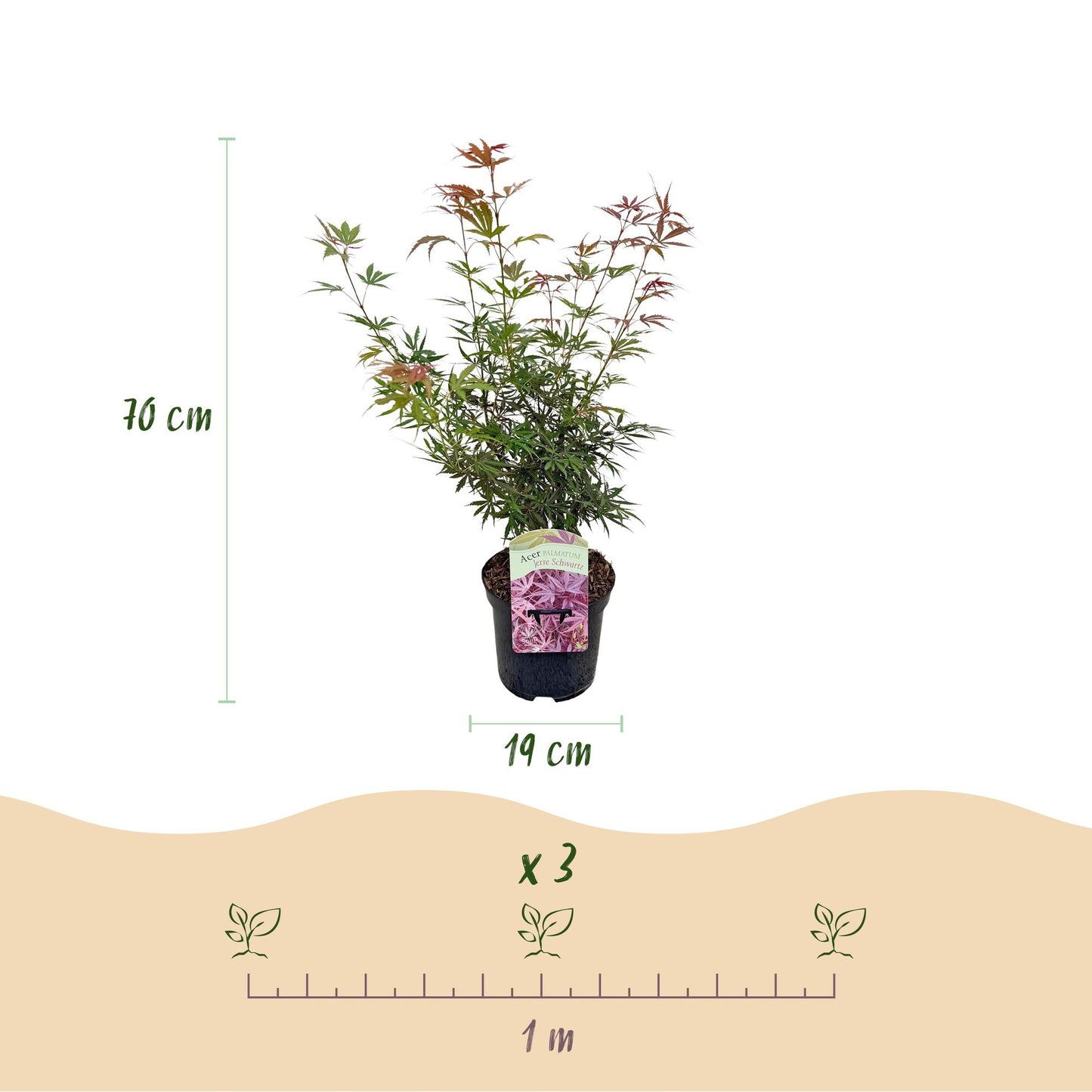 Green boutiQ - Terrace plant - Japanese Maple - Acer palmatum Jerre Swarts - Dark Red - 1 Plant - Deciduous - Pot 19cm Height 70cm