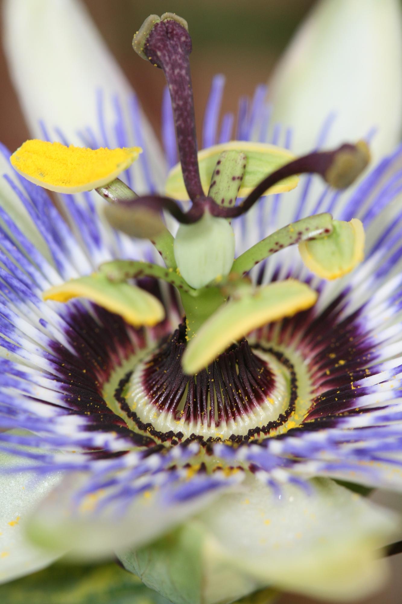 Passiflora Blue caerulea - Ø15cm - ↕65cm