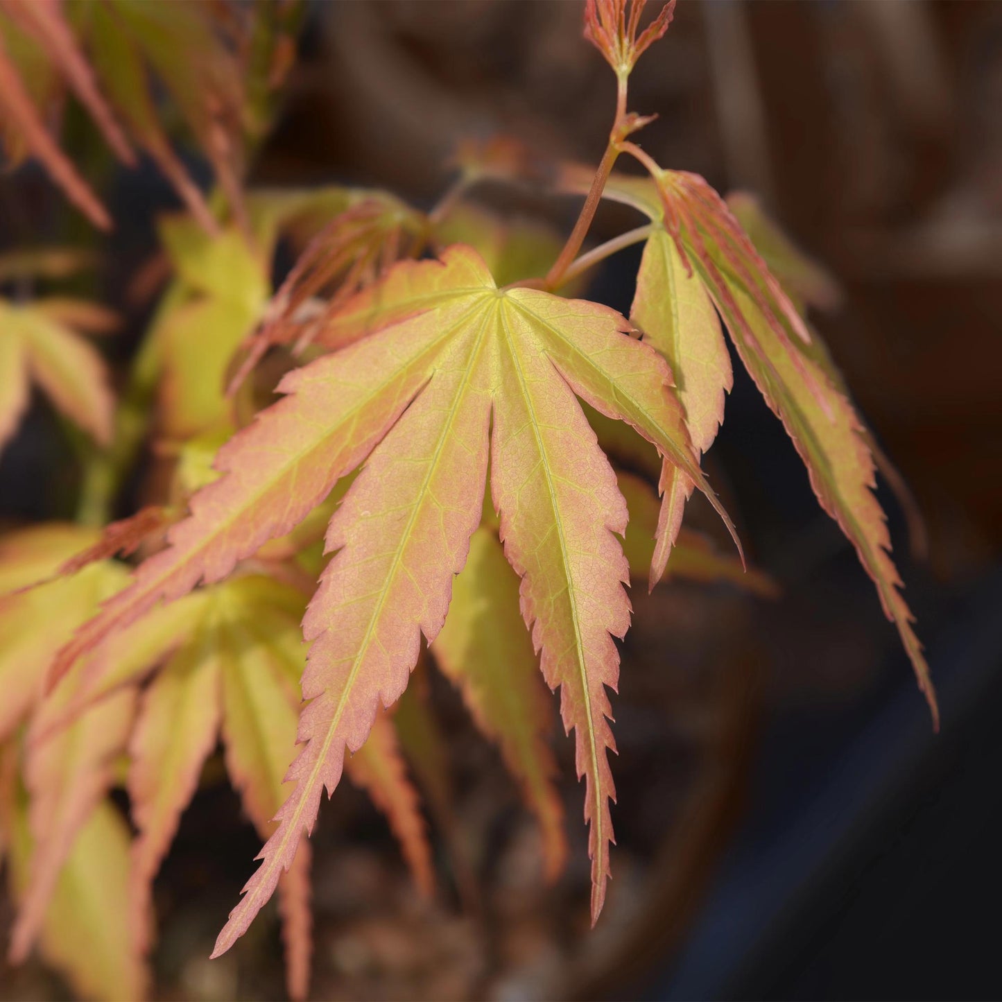 Green boutiQ - Terrace plant - Japanese Maple - Acer palmatum Katsura - Orange - 2 Plants - Deciduous - Pot 19cm Height 70cm