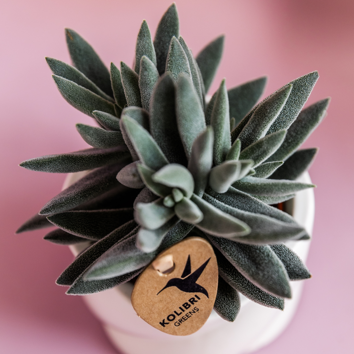Hummingbird Greens | Green plant - Succulent Tarantula - green houseplant - fresh from the grower - Ø6cm