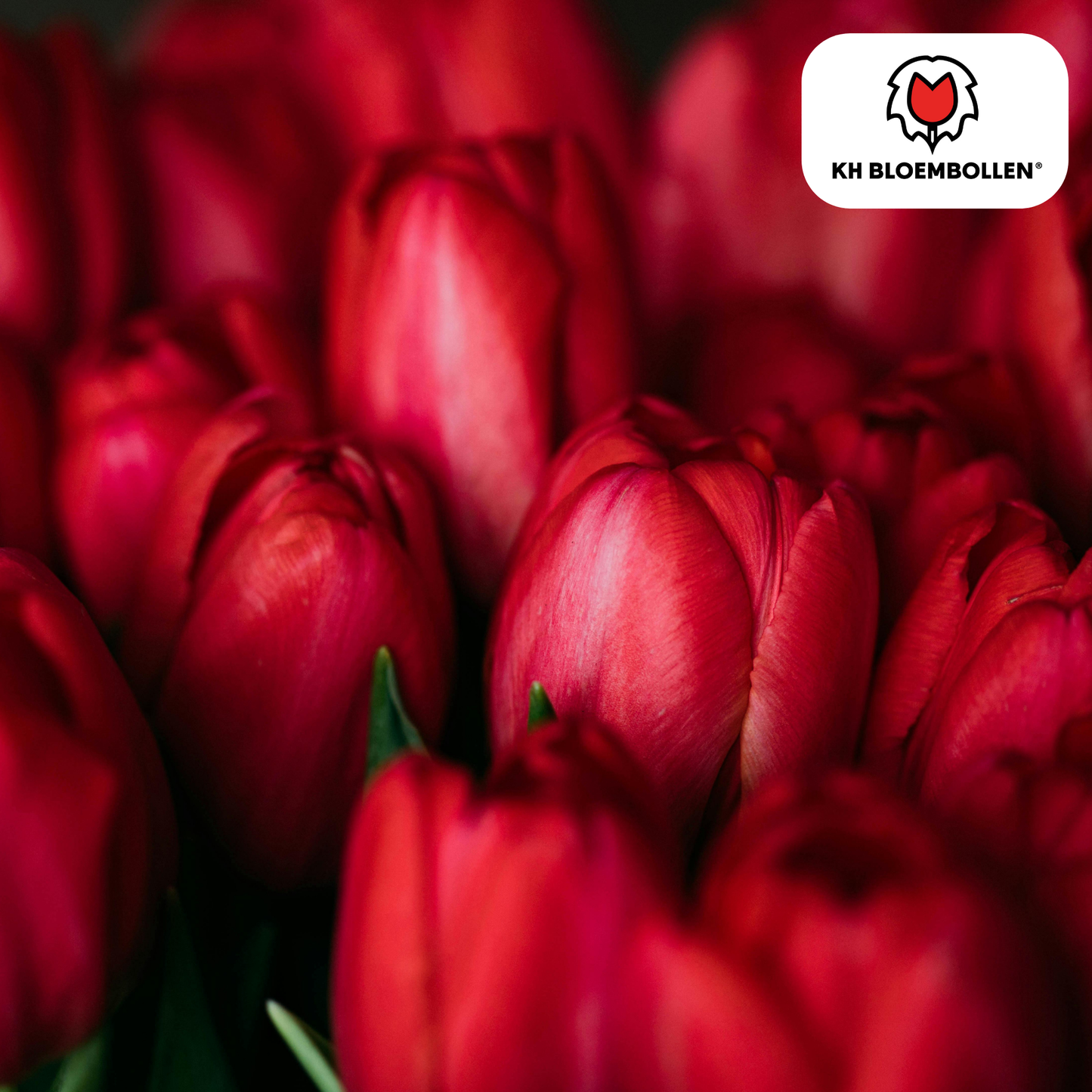 Tulpenbollen Ile de France – 20 Stuks