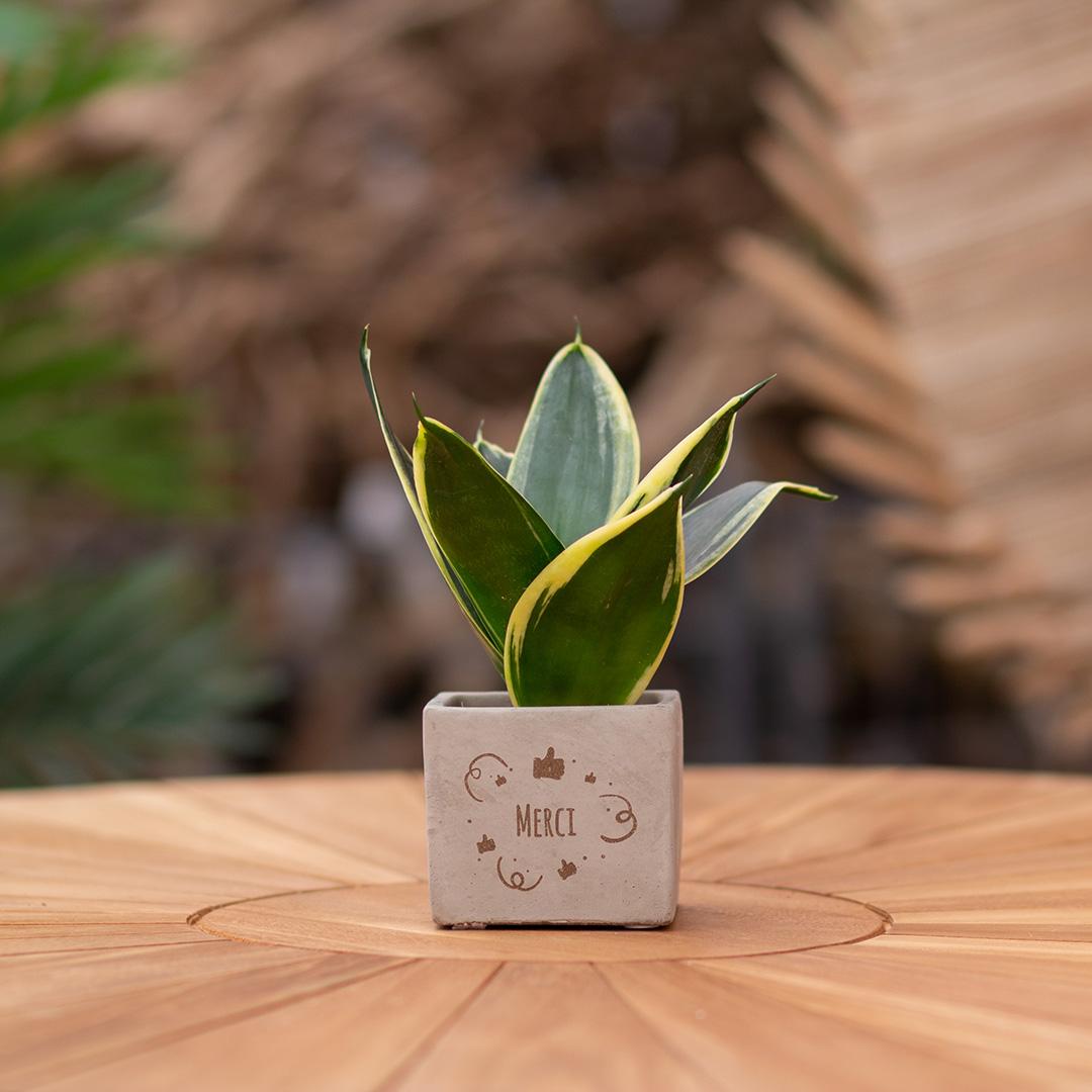 Congreet plant pots + Sansevieria | Thanks