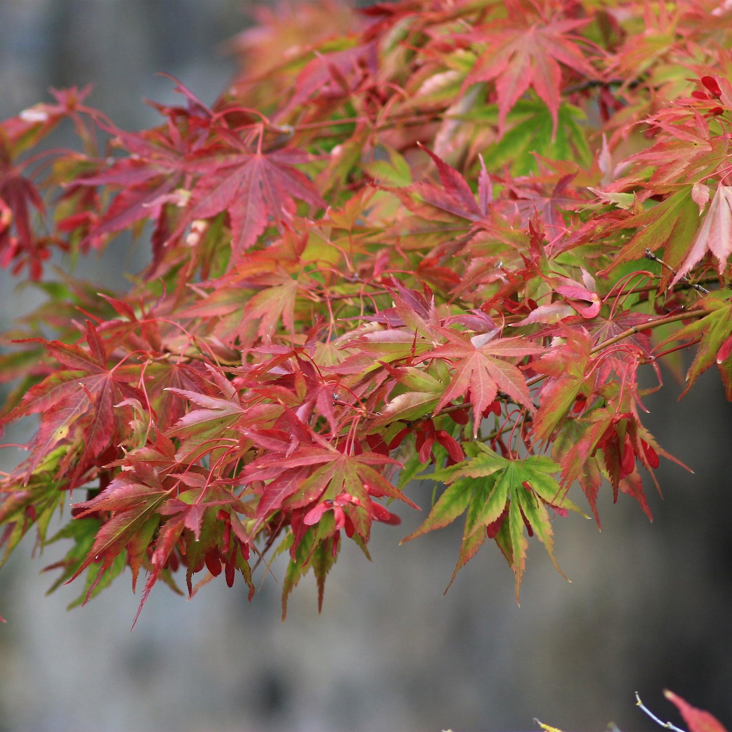 Green boutiQ - Terrace plant - Japanese Maple - Acer palmatum Beni Maiko - Red - 2 Plants - Deciduous - Pot 19cm Height 70cm