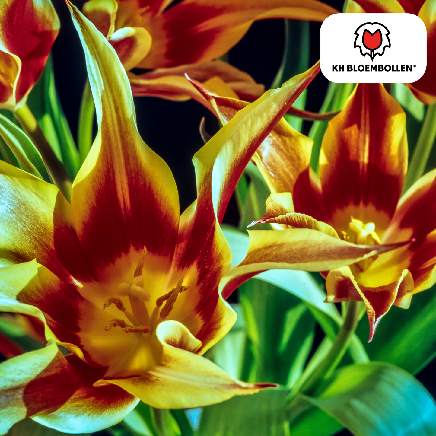 Tulpenbollen Fire Wings – 20 Stuks