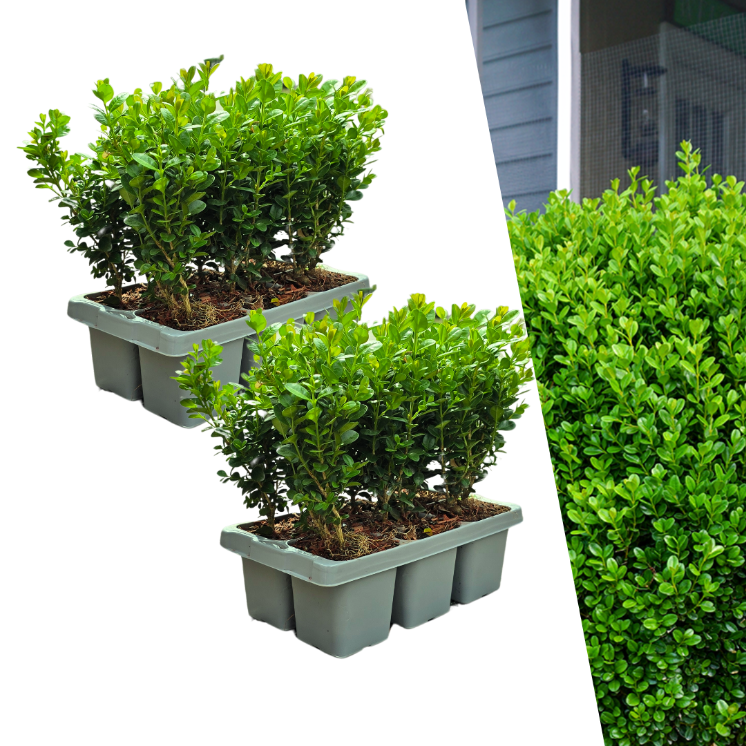 2 x 6-Pack Buxus NewGen Freedom – Hardy Evergreen Shrubs 12 x Ø7 cm - ↕15 cm | Compact Boxwood