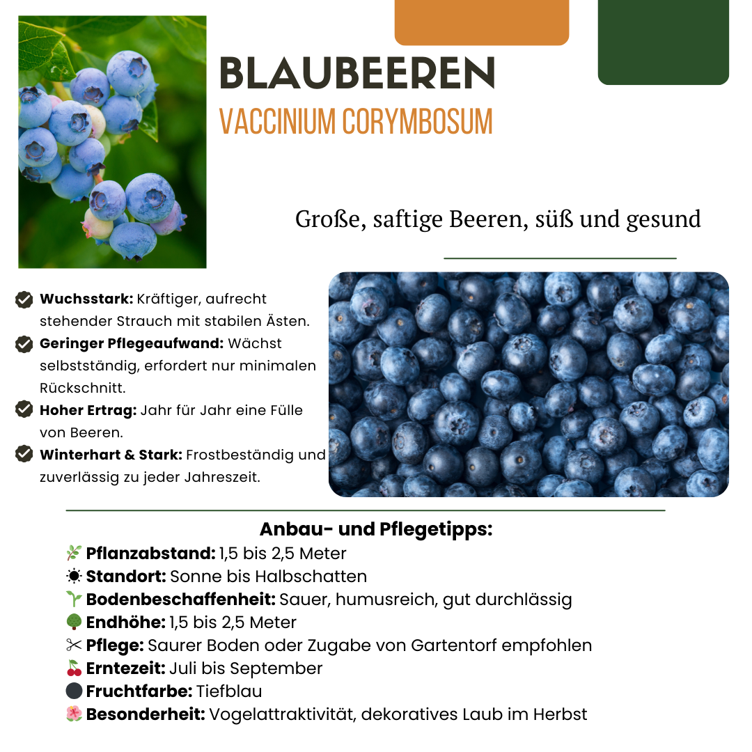 6 x Blueberry plants BIO - Ø 13 cm - ↨ 20 cm