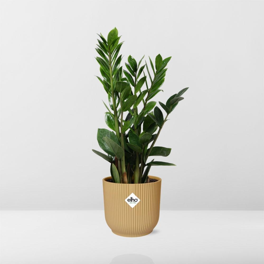 Zamioculcas – Height 45-50 in ELHO Vibes Fold 14cm yellow