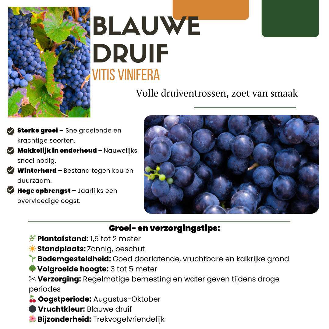"Fruit Oasis" BIO Fruit Plants Mix Set of 5 Different Types