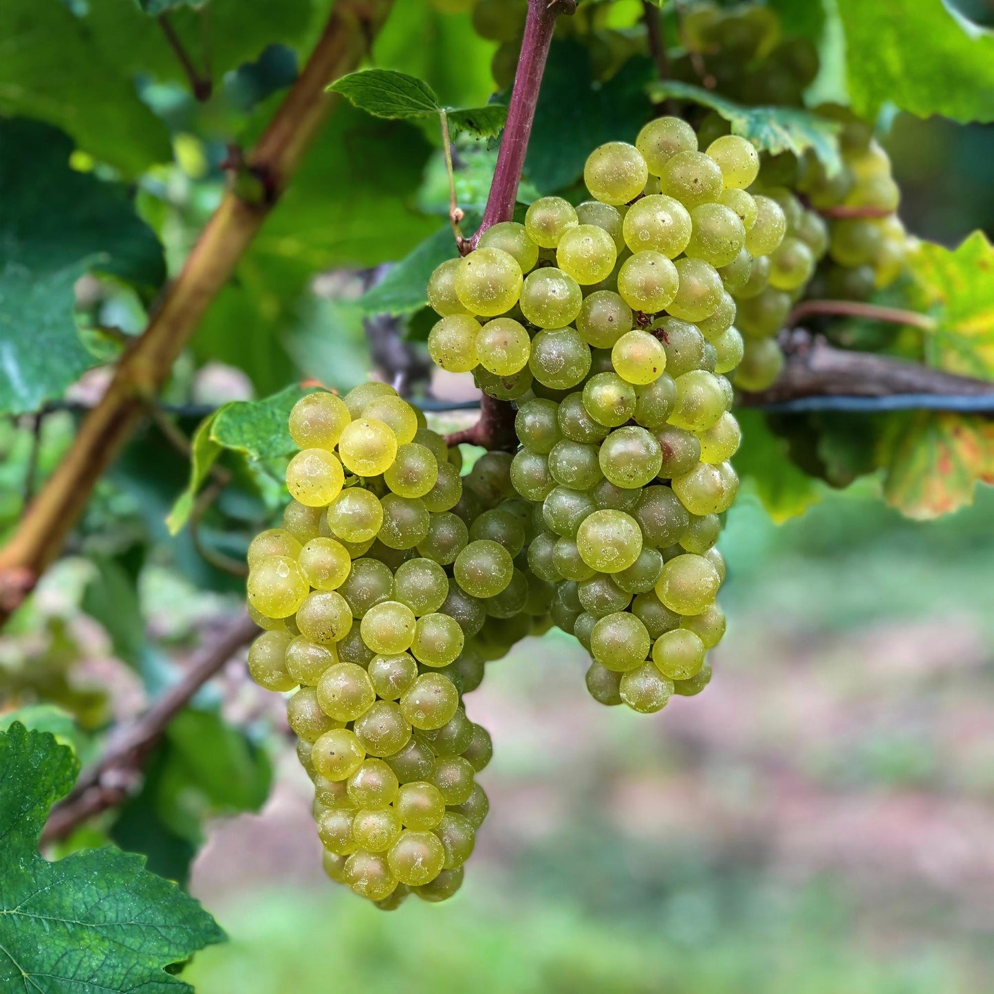 Green boutiQ - Fruit plant - White Grape - Vitis vinifera Bianca - 2 plants - Pot 15cm Height 50cm