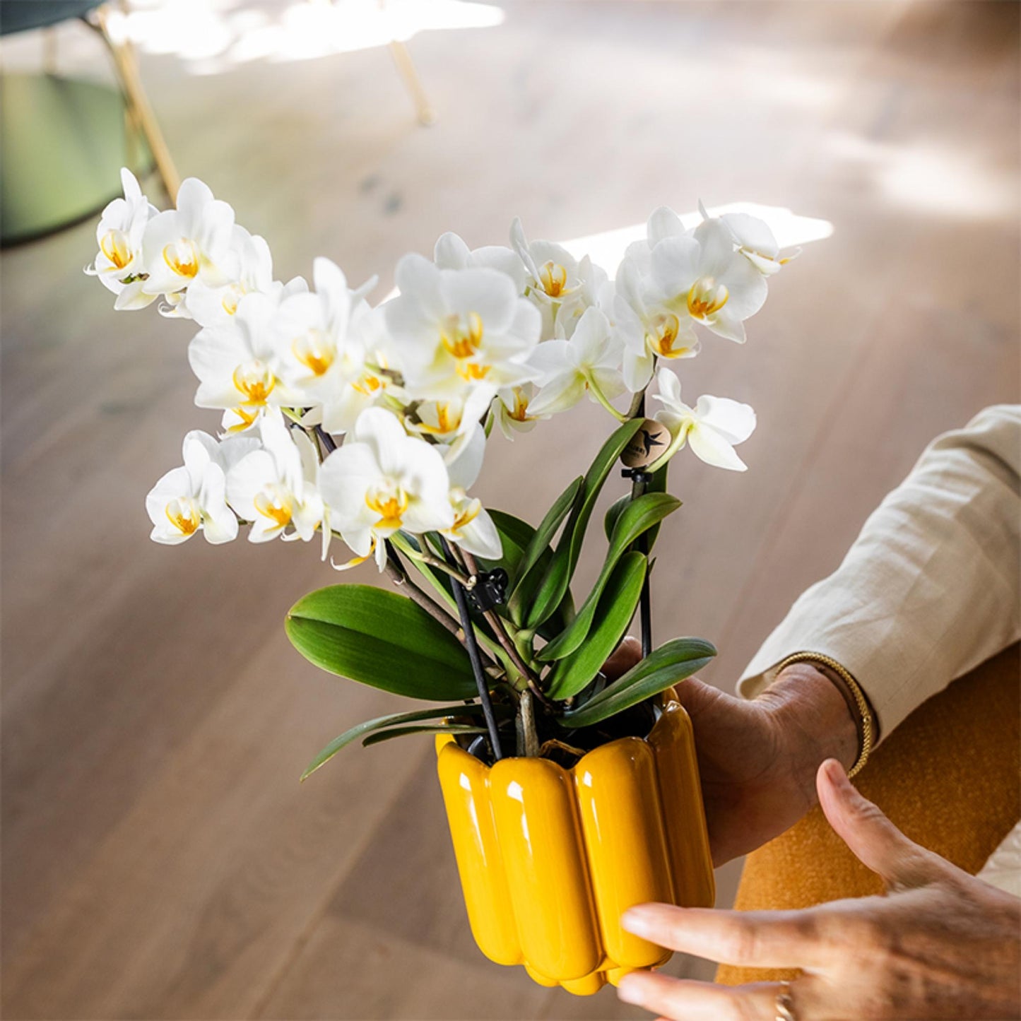 Kolibri Orchids | white phalaenopsis orchid, pot size Ø9cm | Lausanne | flowering houseplant - fresh from the grower