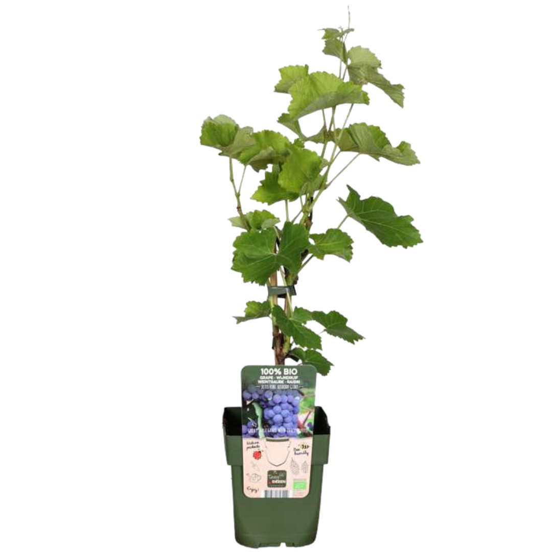 "Fruit Oasis" BIO Fruit Plants Mix Set of 5 Different Types