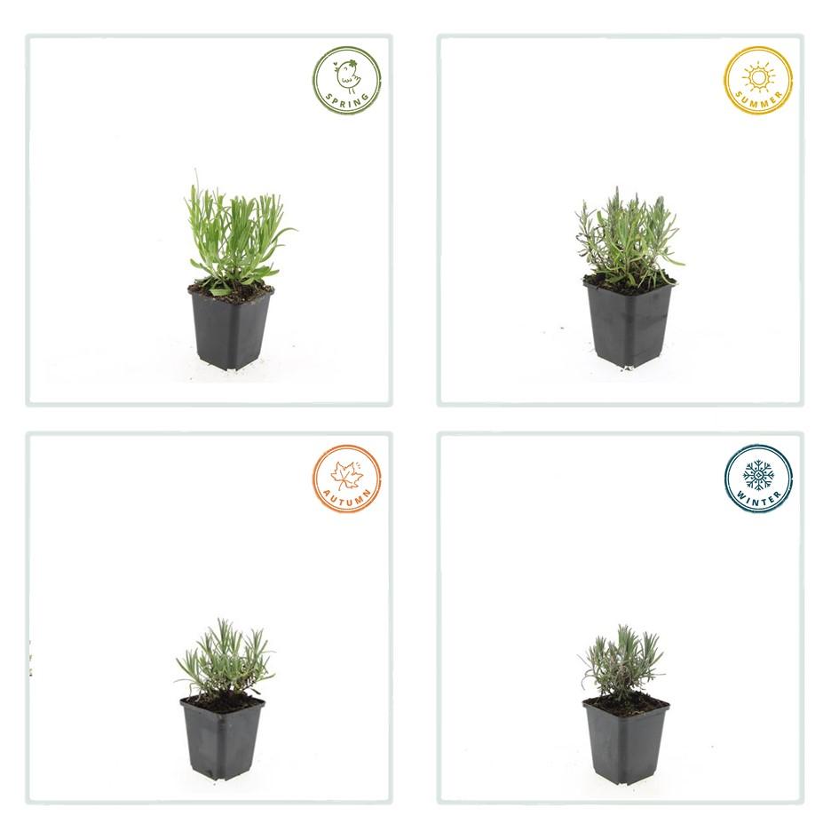 40x Lavandula ang. 'Munstead' - ↕10-25cm - Ø9cm