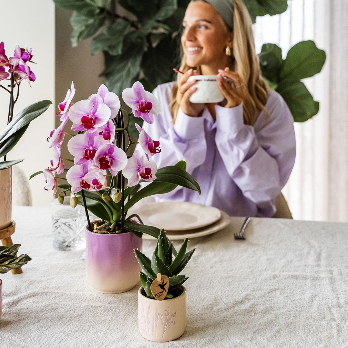 Hummingbird Home | Gradience decorative pot - Purple - Ø9cm