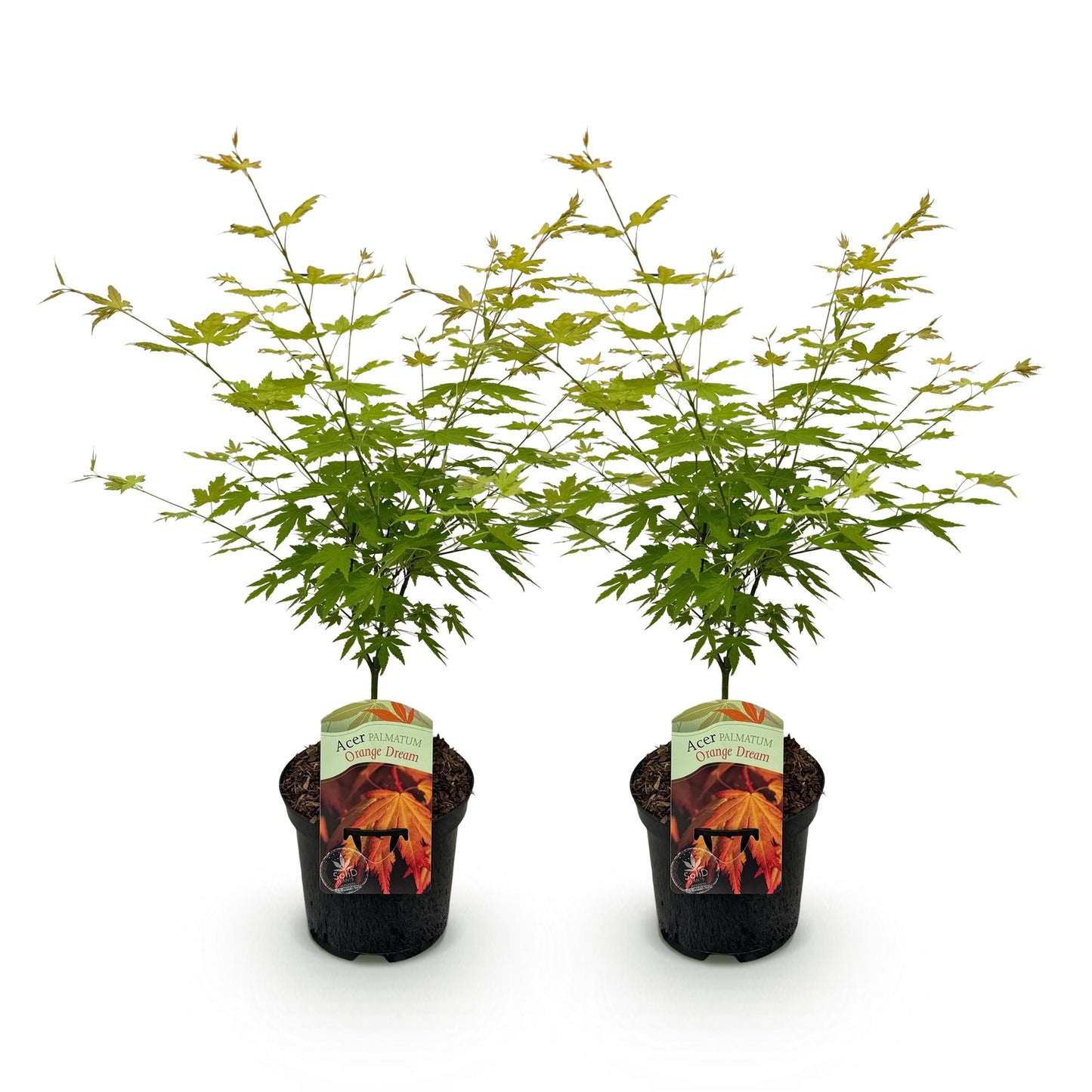 Green boutiQ - Terrace plant - Japanese Maple - Acer palmatum Orange Dream - Orange - 2 Plants - Deciduous - Pot 19cm Height 70cm