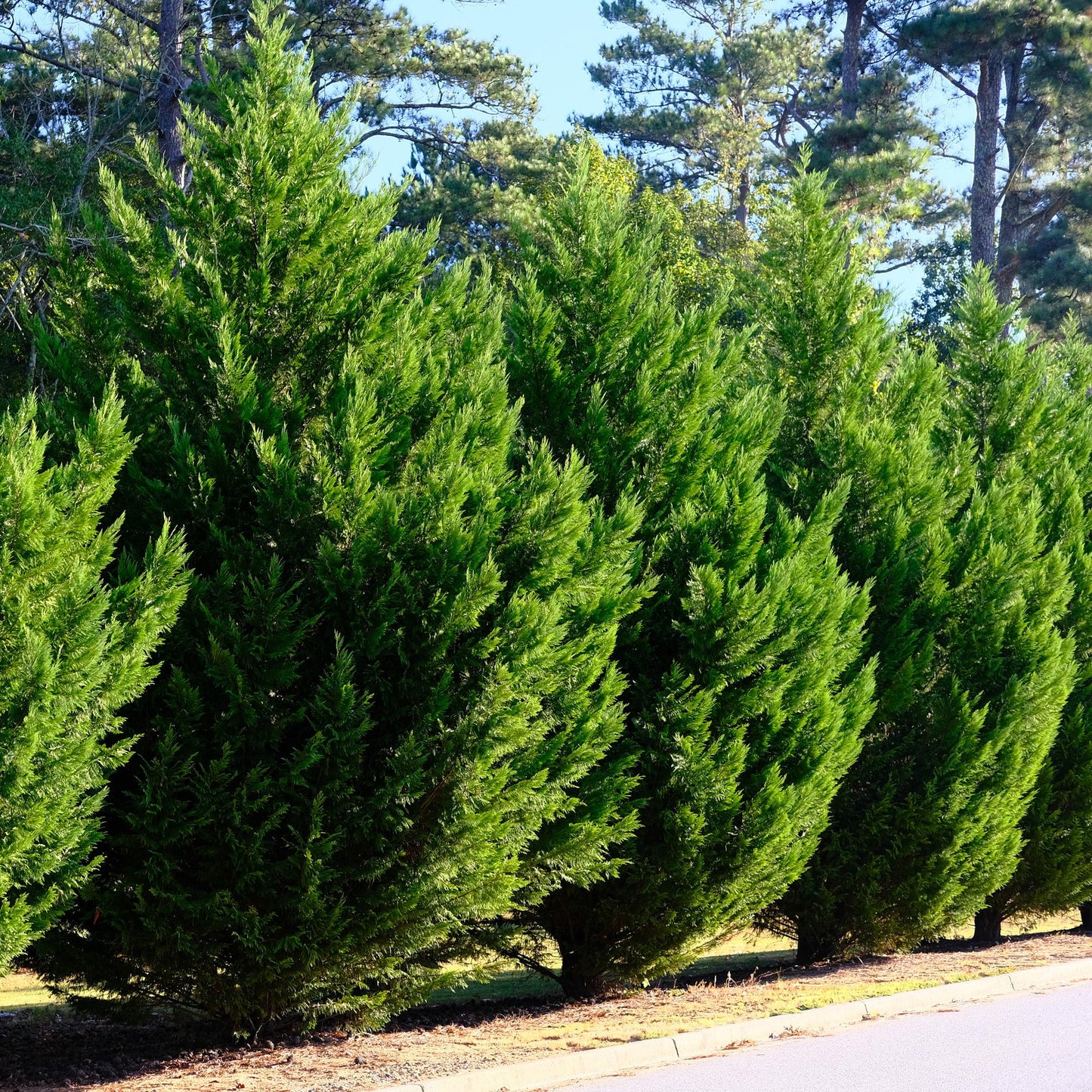 Green boutiQ - Hedge plants - Cupressocyparis leylandii - leaf green - 8 plants - 1 linear meter - evergreen - pot 9cm height 35-40cm