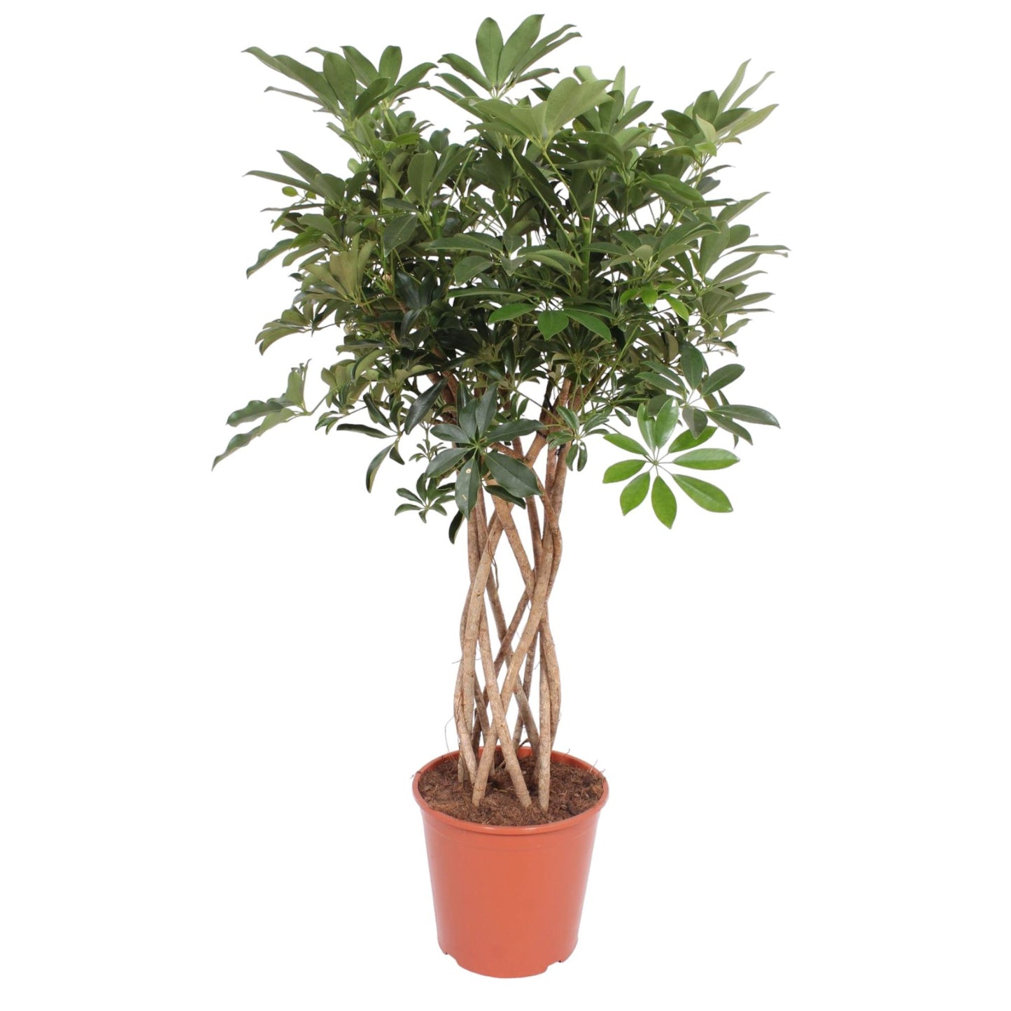 Schefflera Arboricola Compacta braided trunk - 130 cm - ø30