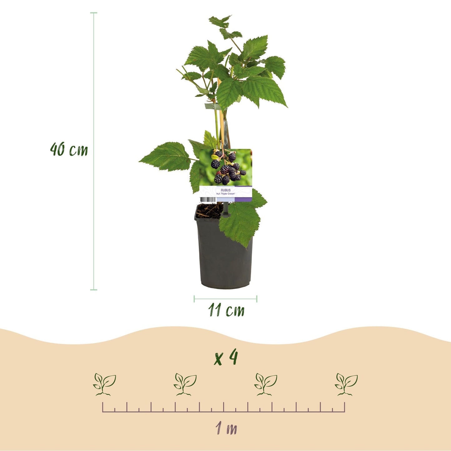Green boutiQ - Fruitplant - Braam - Rubus fruticosus Triple Crown - Zwarte Braam - Doornloos - 2 planten - Pot 11cm Hoogte 40cm
