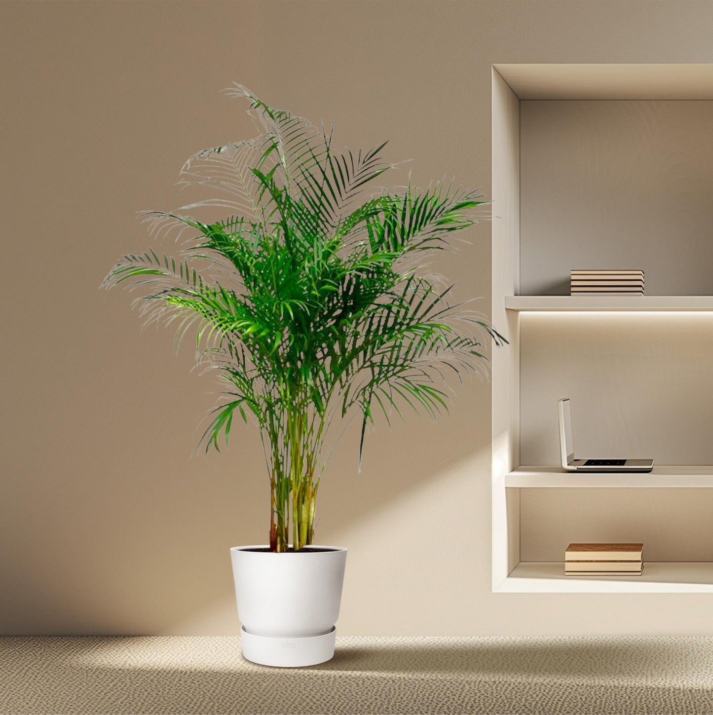 Dypsis Lutescens (Areca Palm) - 180 cm - ø27
