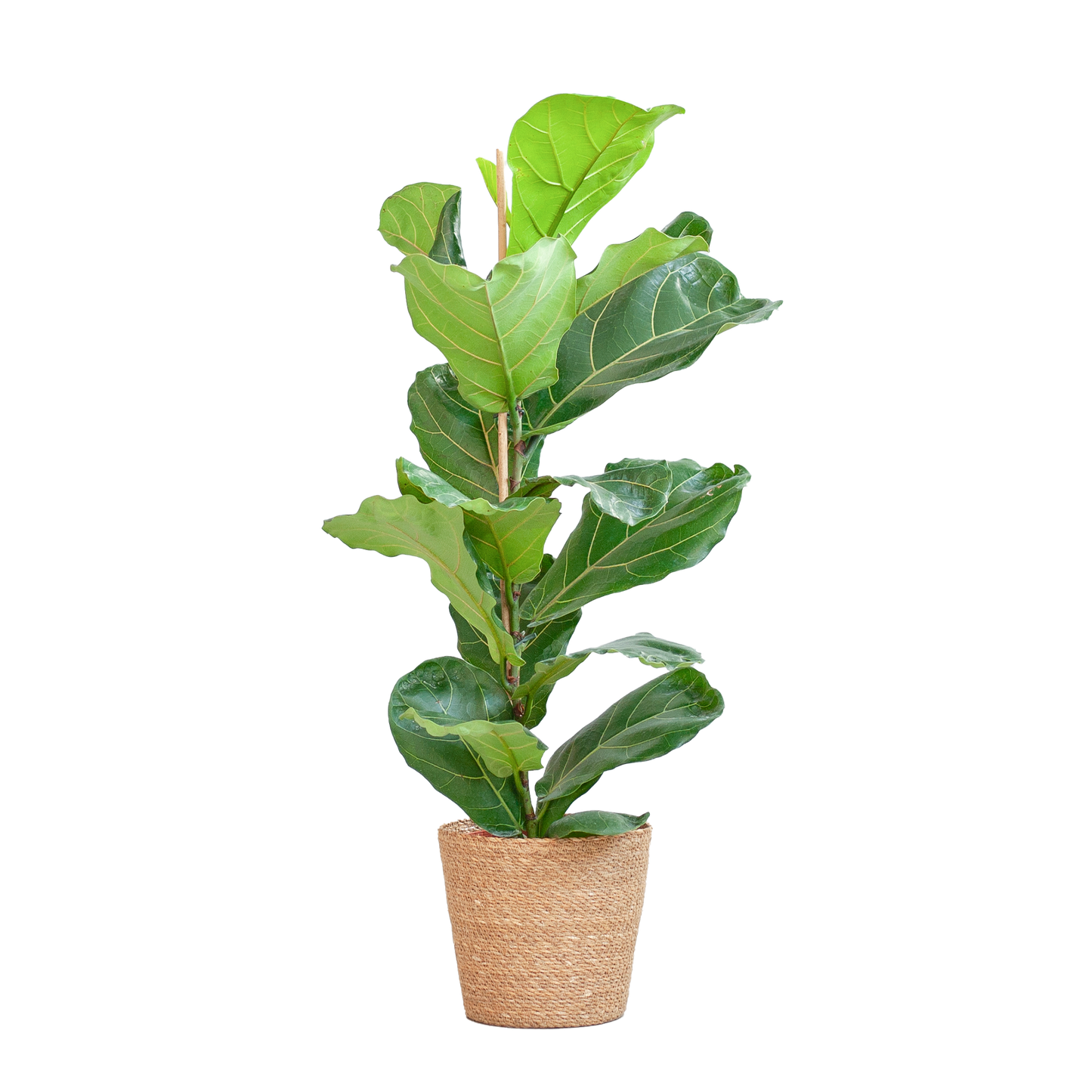 Ficus Lyrata with Basket Sofia natural - 80cm - Ø21
