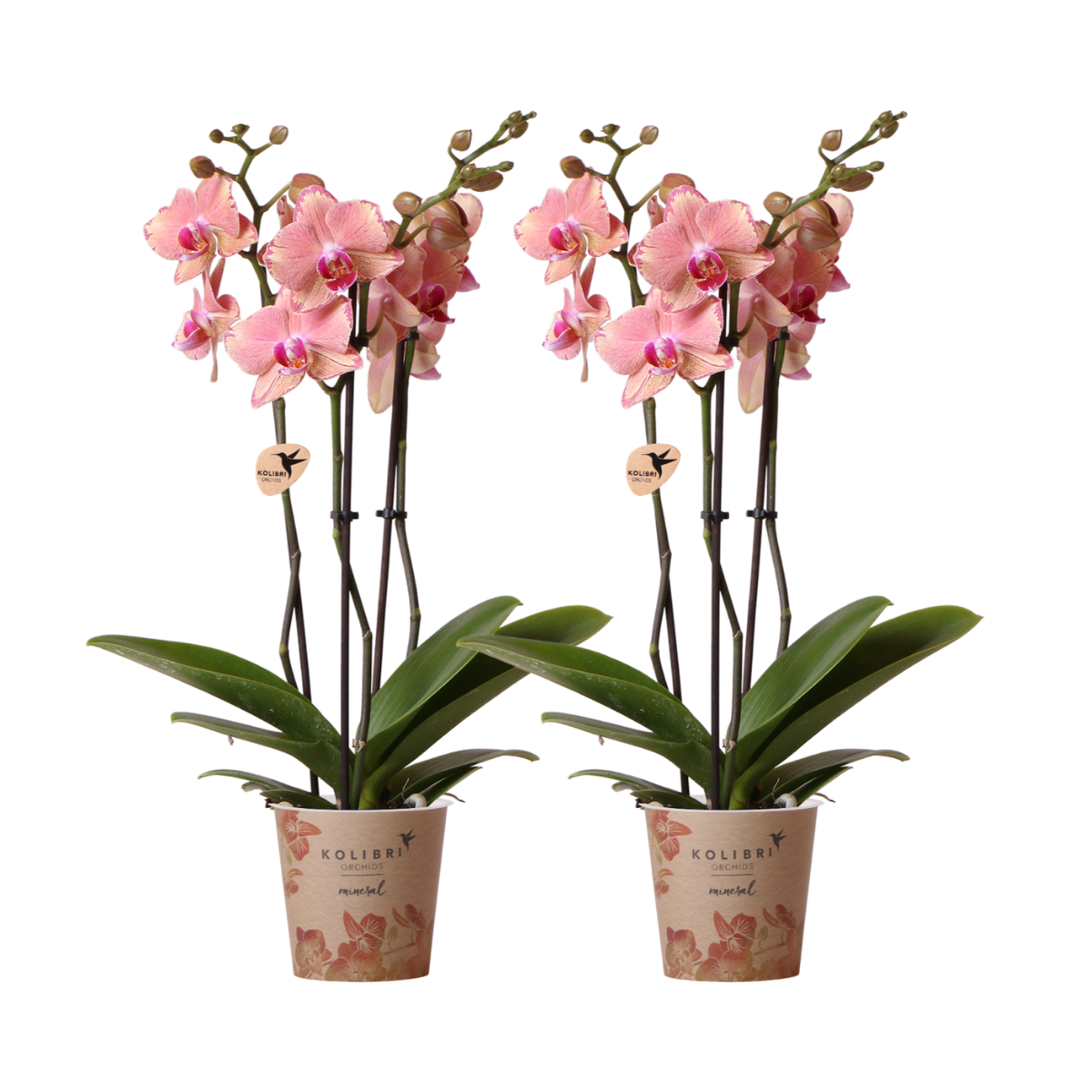 Kolibri Orchids I COMBI DEAL of 2 Phalaenopsis orchids - Pirate Picotee - pot size Ø12cm | flowering houseplant - fresh from the grower