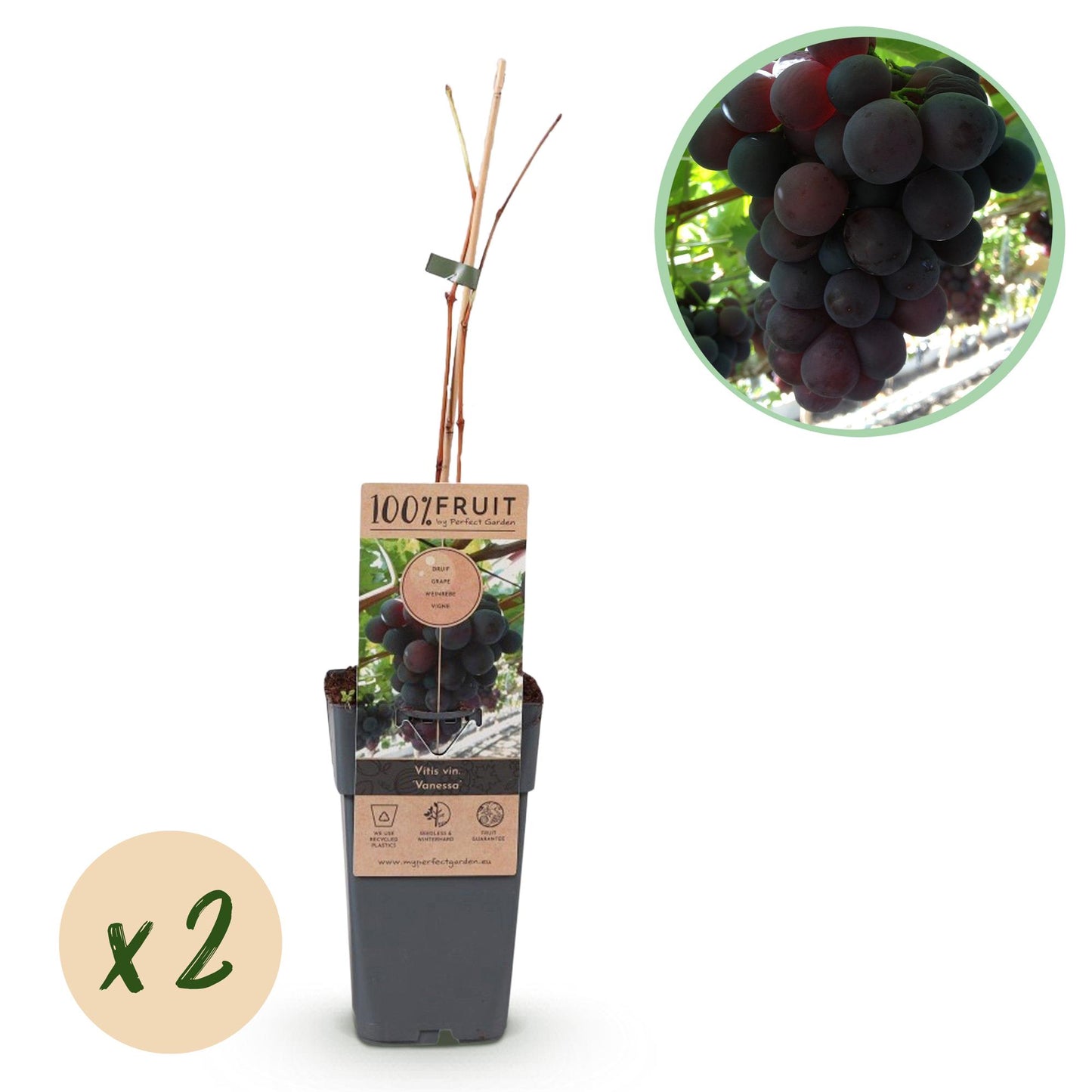 Green boutiQ - Fruit plant - Purple Grape - Vitis vinifera Vanessa - Seedless - 2 plants - Pot 15cm Height 50cm