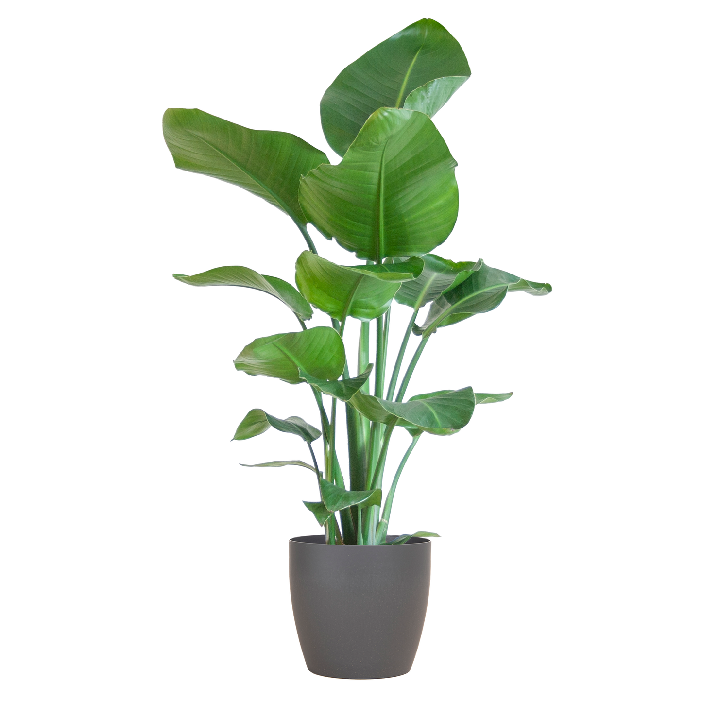 Strelitzia Nicolai with Viber pot grey - 80cm - Ø21