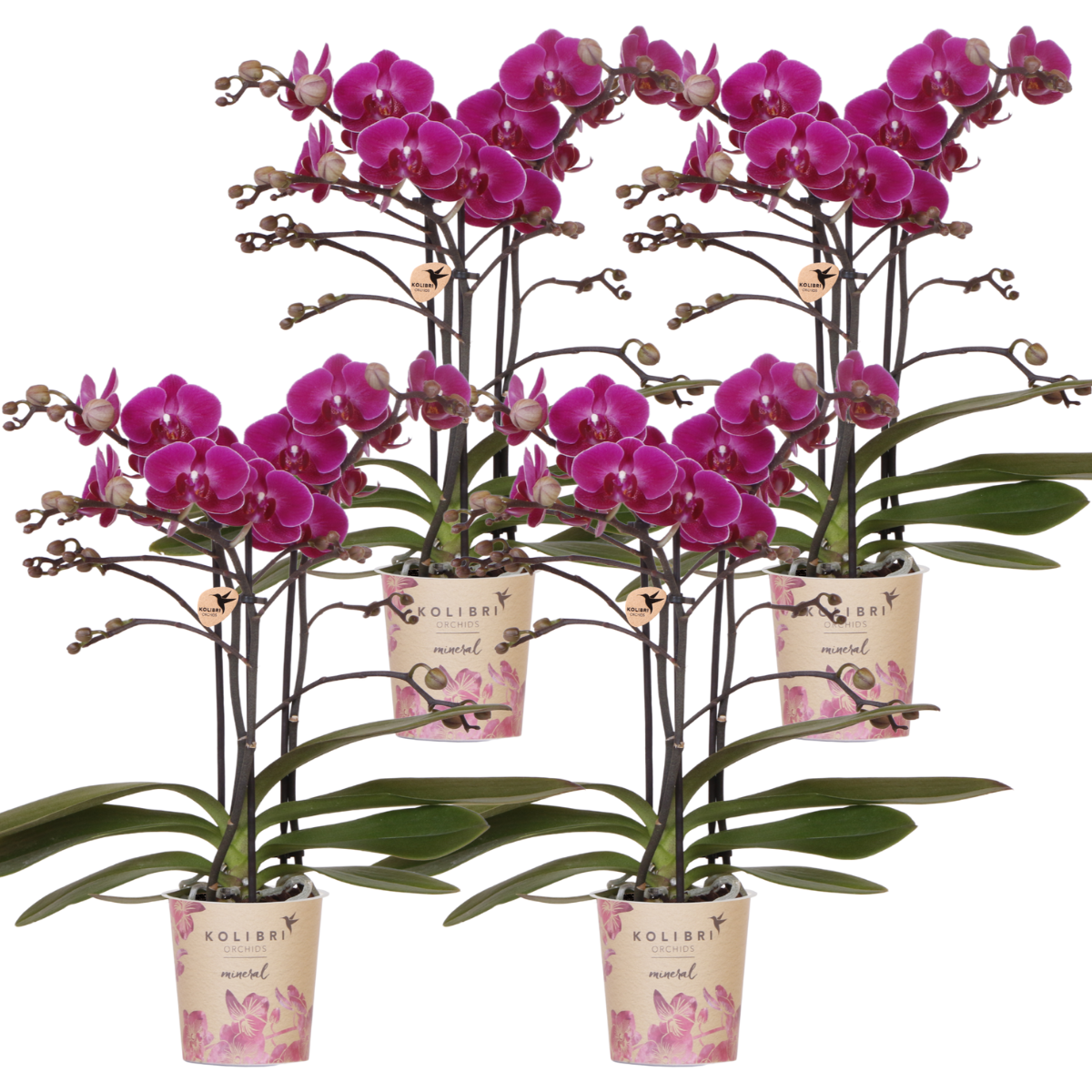 Kolibri Orchids | COMBI DEAL of 4 purple phalaenopsis orchids - Morelia - pot size Ø9cm | flowering houseplant - fresh from the grower