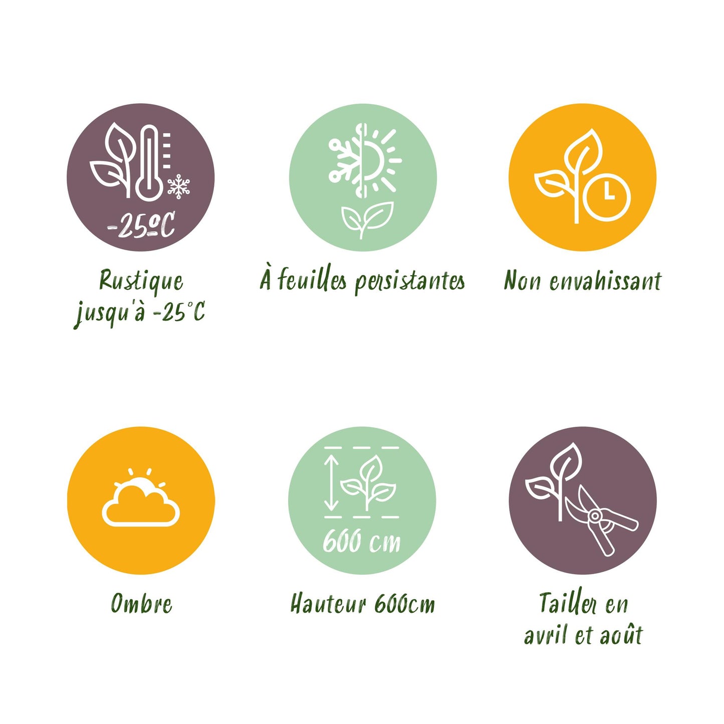 Green boutiQ - Hedge plants - Cupressocyparis leylandii - leaf green - 8 plants - 1 linear meter - evergreen - pot 9cm height 35-40cm