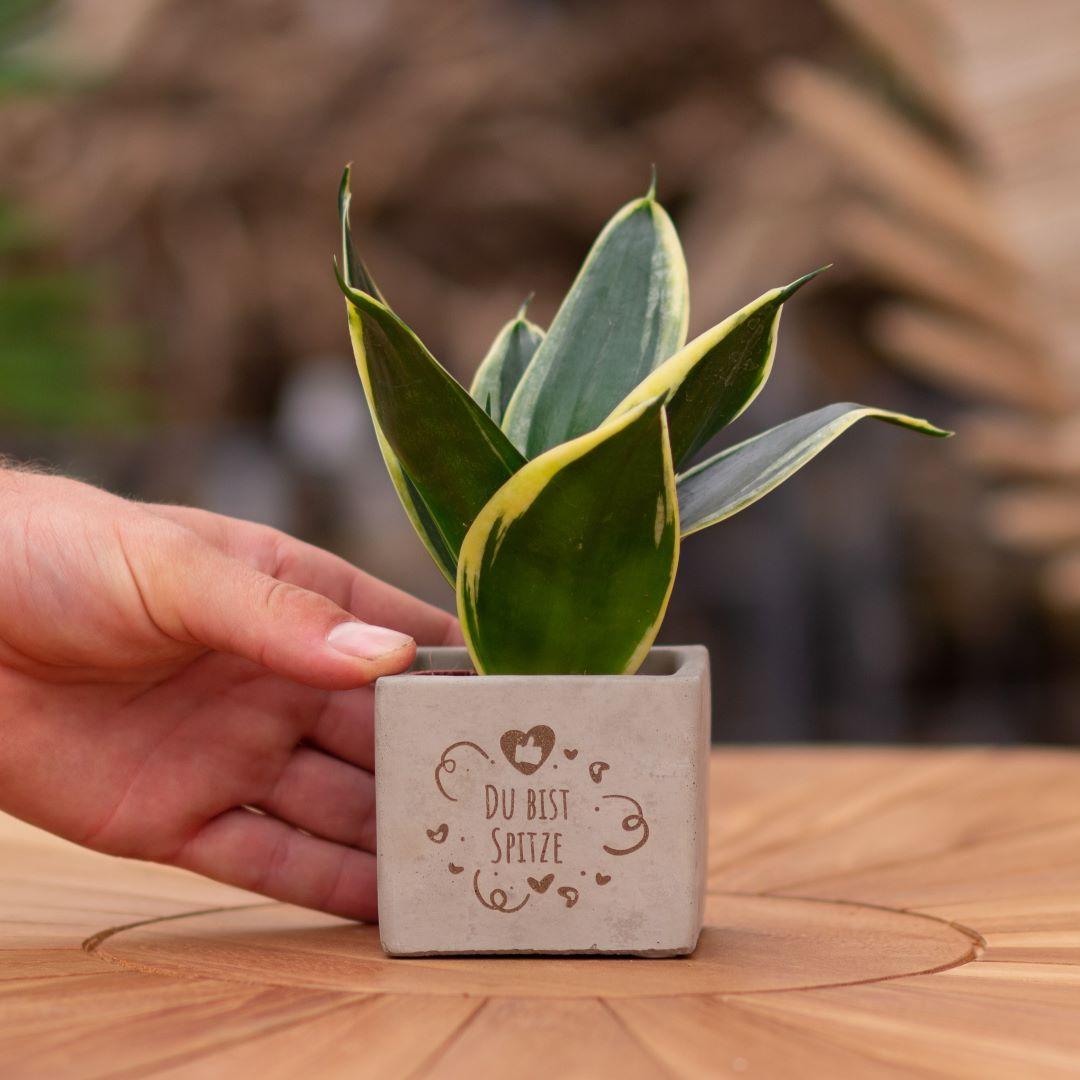 Congreet Blumentöpfe + Sansevieria | Du bist auf dem Punkt