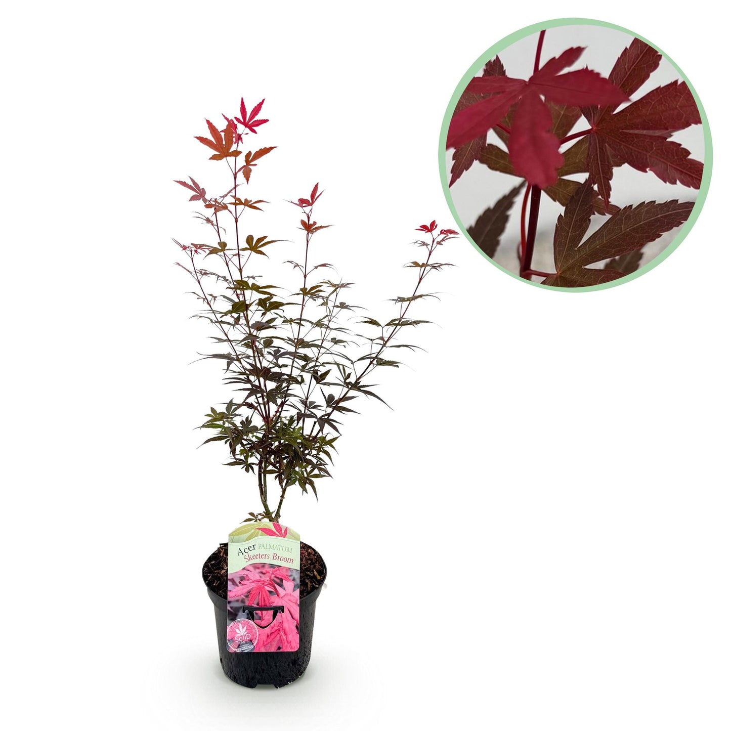 Green boutiQ - Patio plant - Japanese Maple - Acer palmatum Skeetsers Broom - Purple - 1 Plant - Deciduous - Pot 19cm Height 70cm