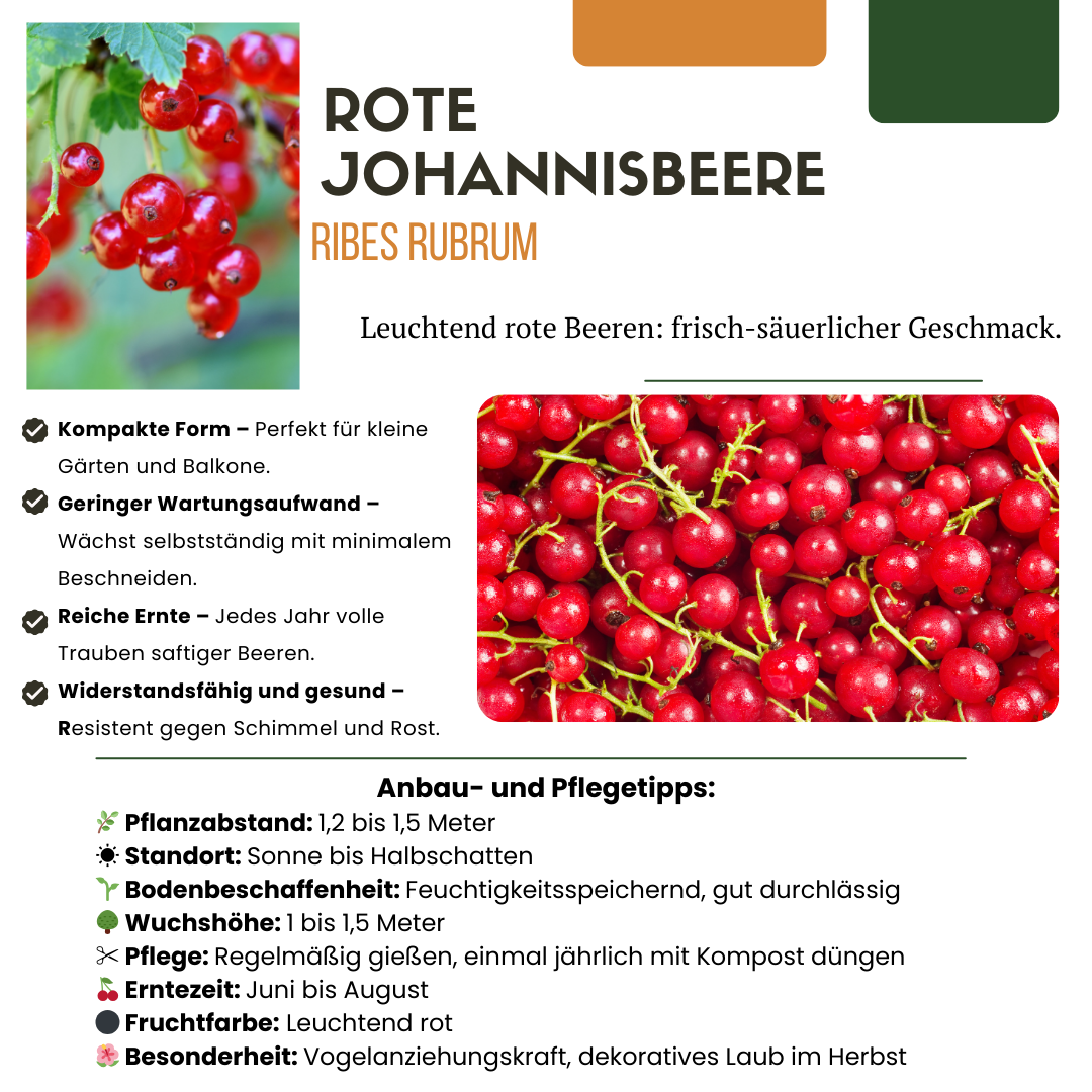 3 x Organic Gooseberry Plants - Ø 13 cm - ↨ 20 cm