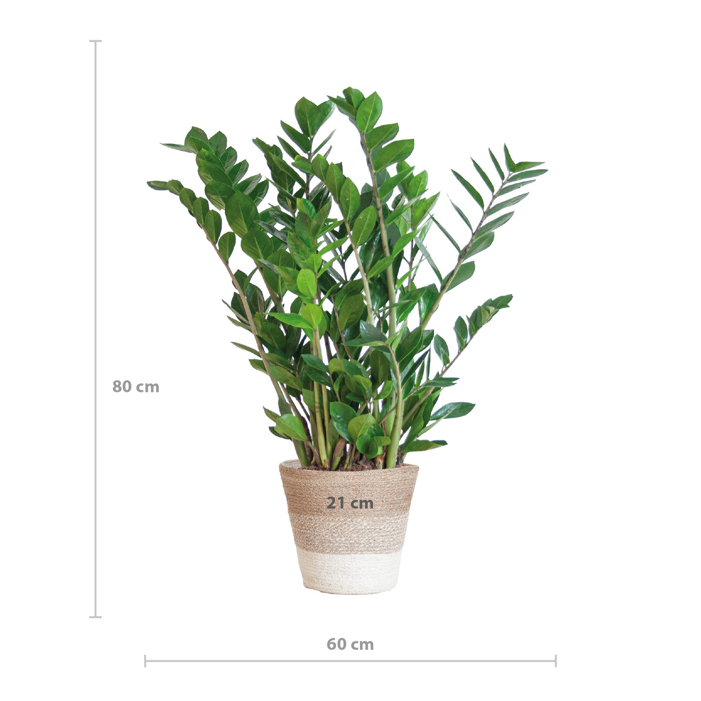 Zamioculcas Zamiifolia with Basket Lisbon white - 80cm - Ø21