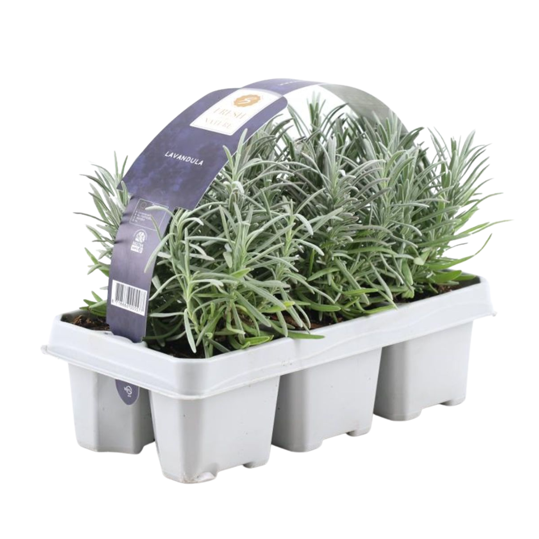 1x 6 pack Lavender angustifolia - 6 x Ø7 cm - ↕15 cm
