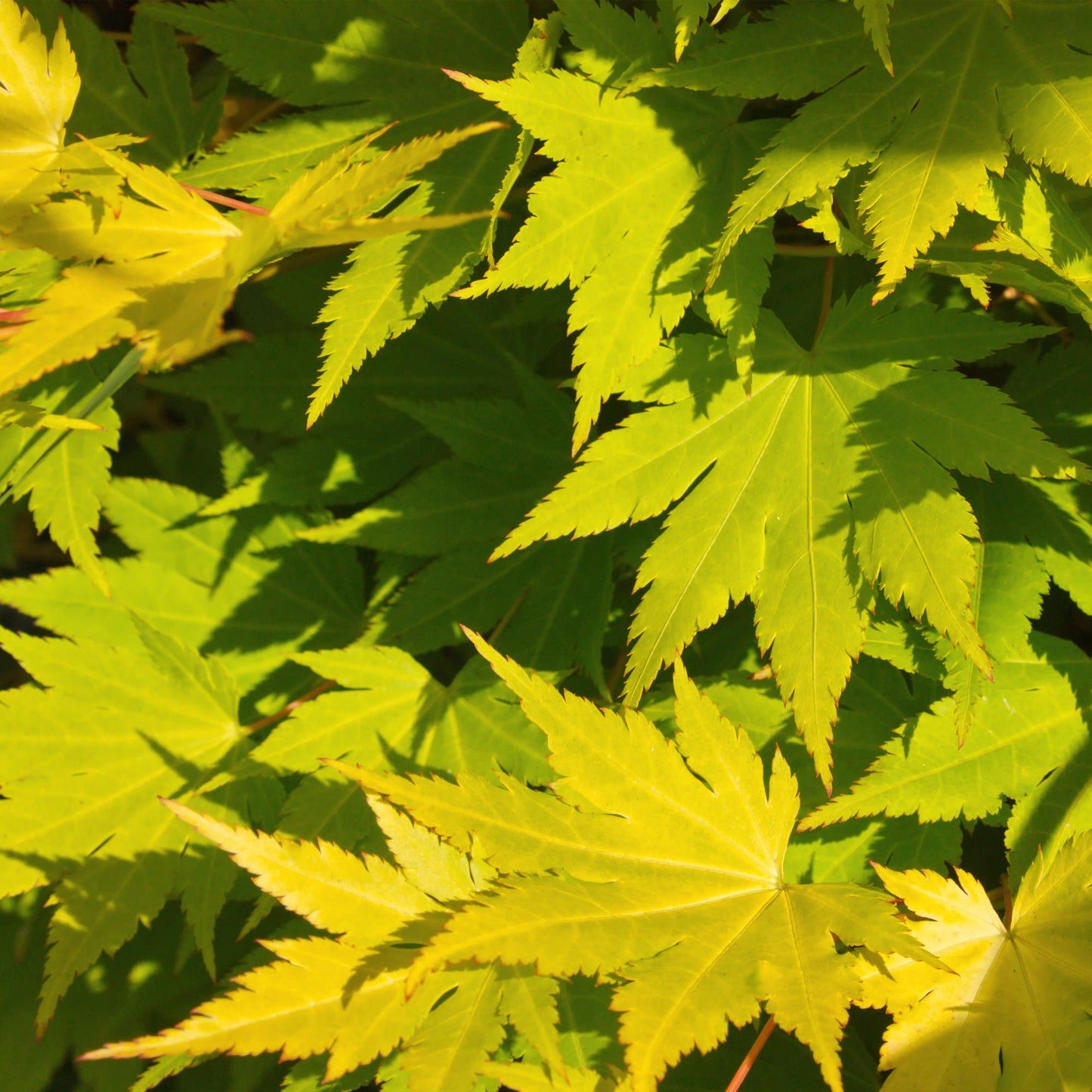 Green boutiQ - Terrace plant - Japanese Maple - Acer palmatum Jordan - Yellow - 1 Plant - Deciduous - Pot 19cm Height 70cm